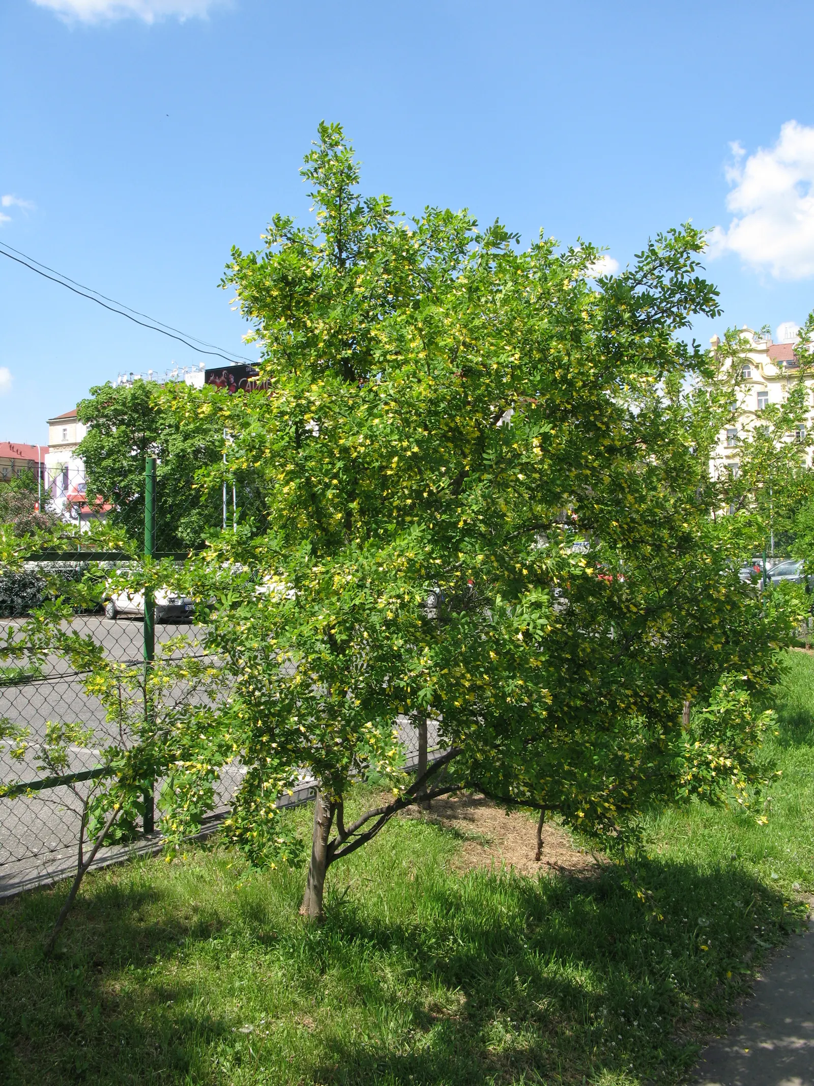 Siberian Peashrub (Caragana Arborescens) — shrub with yellow blooms