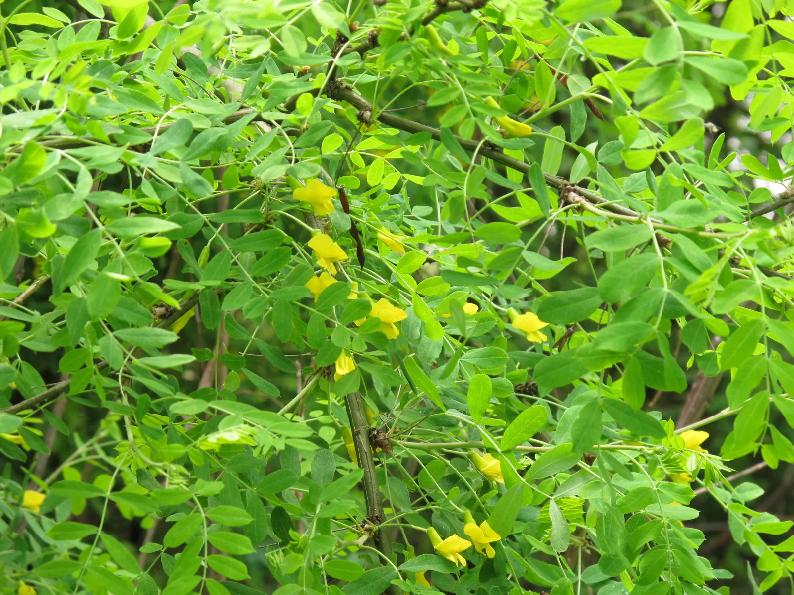 Siberian Peashrub (Caragana Arborescens) — These blossoms not only add a splash of color but are also attractive to bees and other pollinators; it, image 57