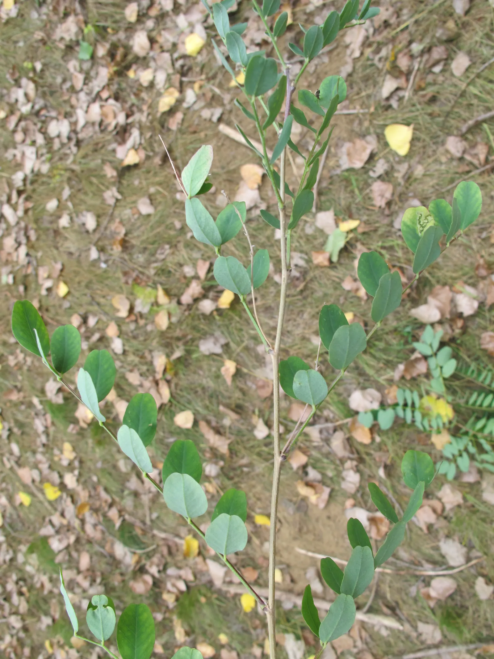 Siberian Peashrub (Caragana Arborescens) — adding seasonal interest.<br><br>When designing a landscape; its fine-textured, fern-like foliage turns yellow in