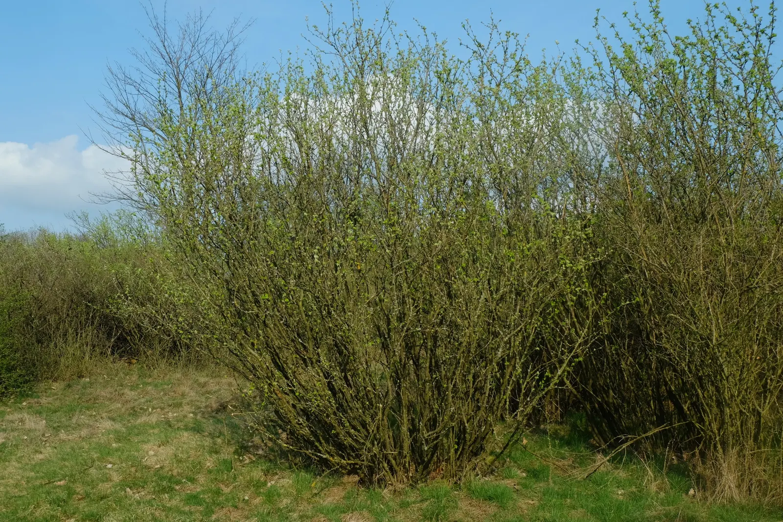 Siberian Peashrub (Caragana Arborescens) — Its fine-textured, fern-like foliage turns yellow in the fall, providing seasonal interest, image 25