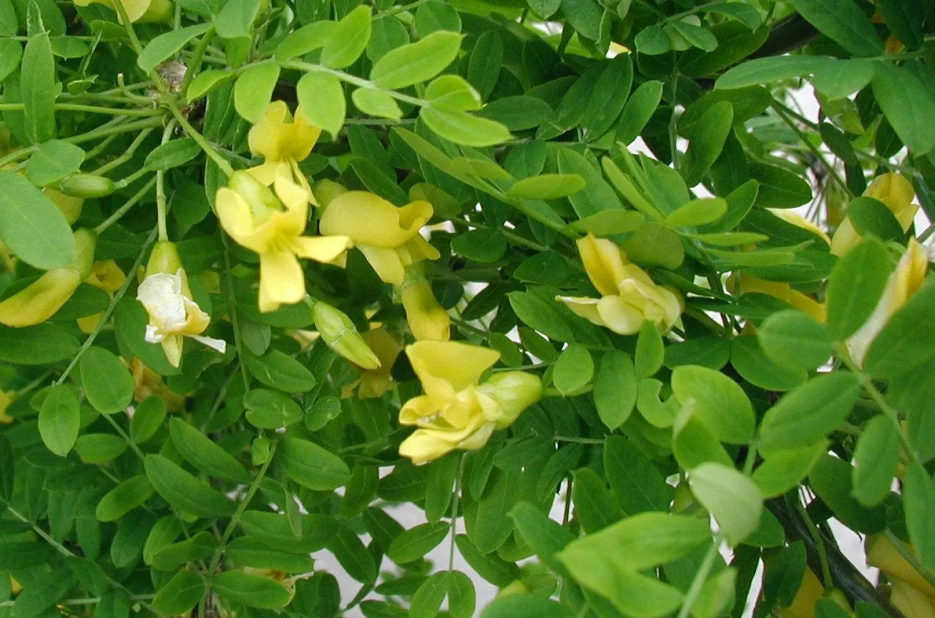 Siberian Peashrub (Caragana Arborescens) — the Siberian Peashrub reaches a mature height of 10 to 15 feet; it thrives with minimal care once, image 51