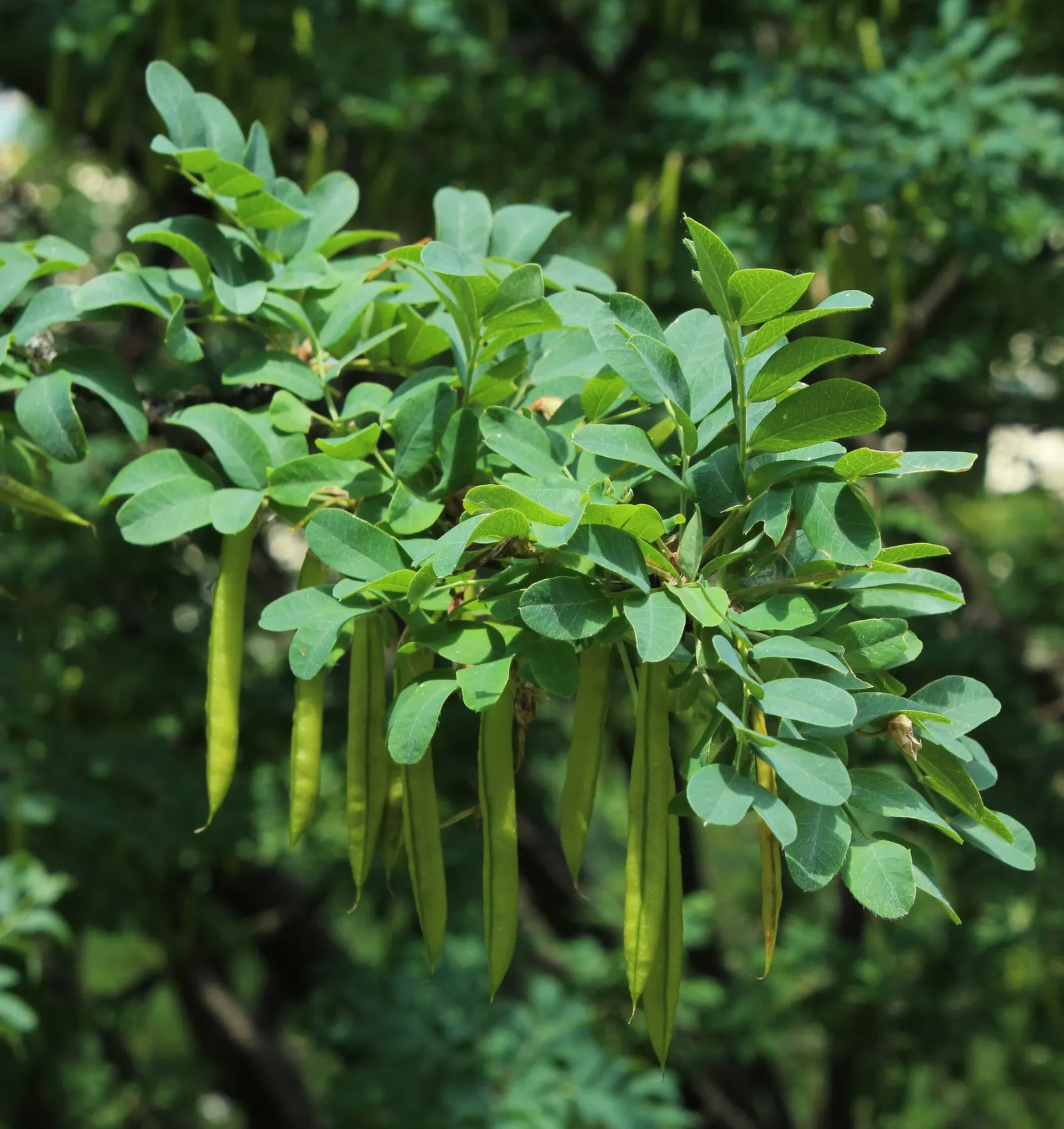 Siberian Peashrub (Caragana Arborescens) — It thrives with minimal care once established; however, image 60
