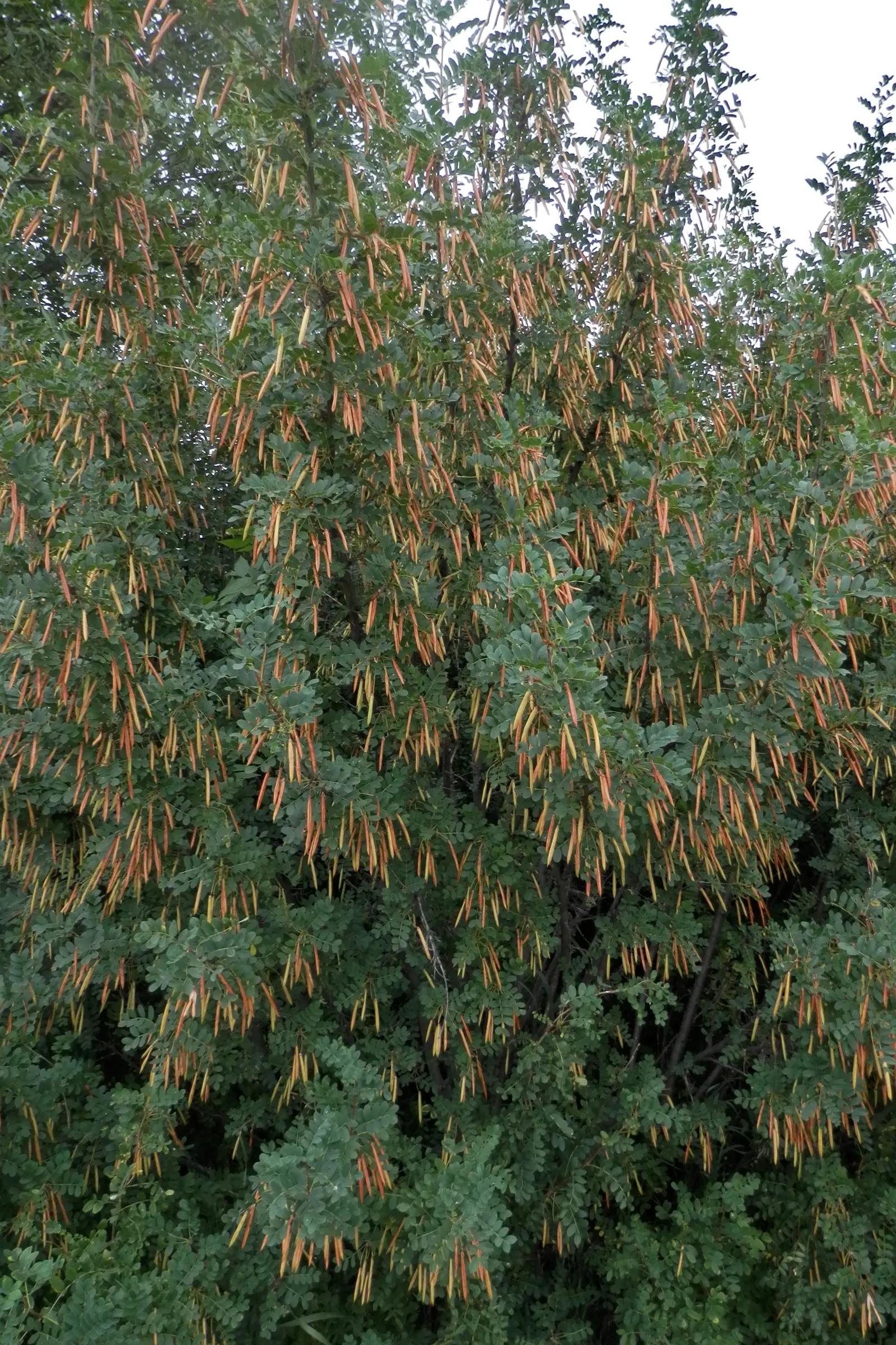 Siberian Peashrub (Caragana Arborescens) — The Siberian Peashrub - Caragana arborescens - is a resilient and versatile deciduous shrub; it thrives, image 48