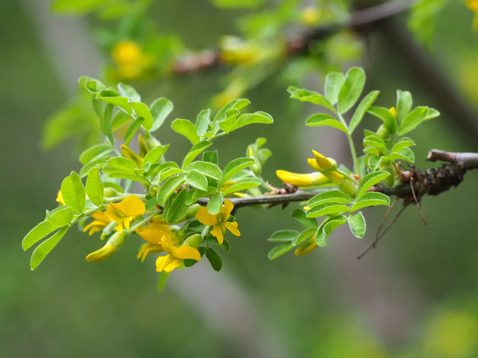 Siberian Peashrub (Caragana Arborescens) — with a similar spread of 10 to 15 feet; its fine-textured, fern-like foliage turns yellow in the fall, providing
