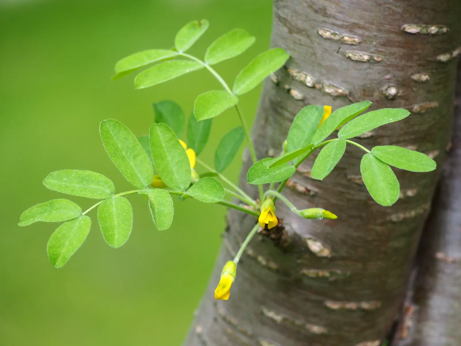 Siberian Peashrub (Caragana Arborescens) — fine-textured leaves which complement its vibrant-yellow pea-like flowers blossoming in late spring; thus requiring