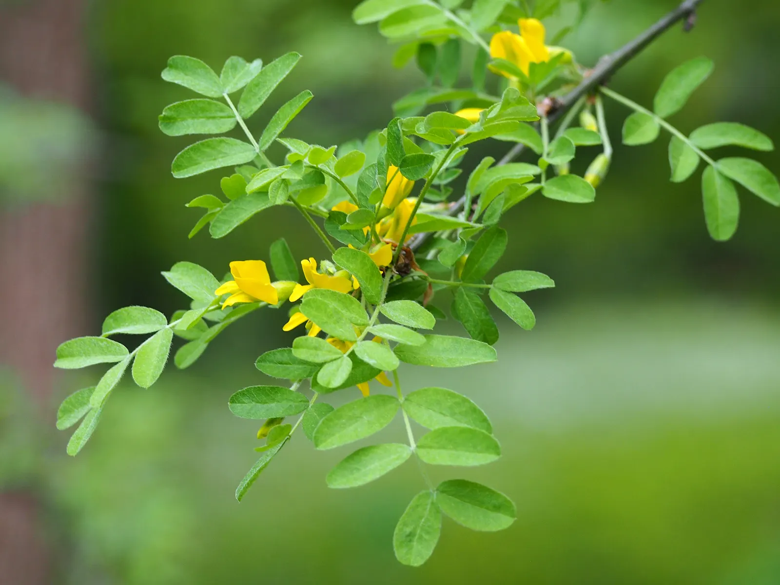 Siberian Peashrub (Caragana Arborescens) — or as a robust accent plant in a rural garden design.<br><br>Foliage emerges in early spring as bright, image 55