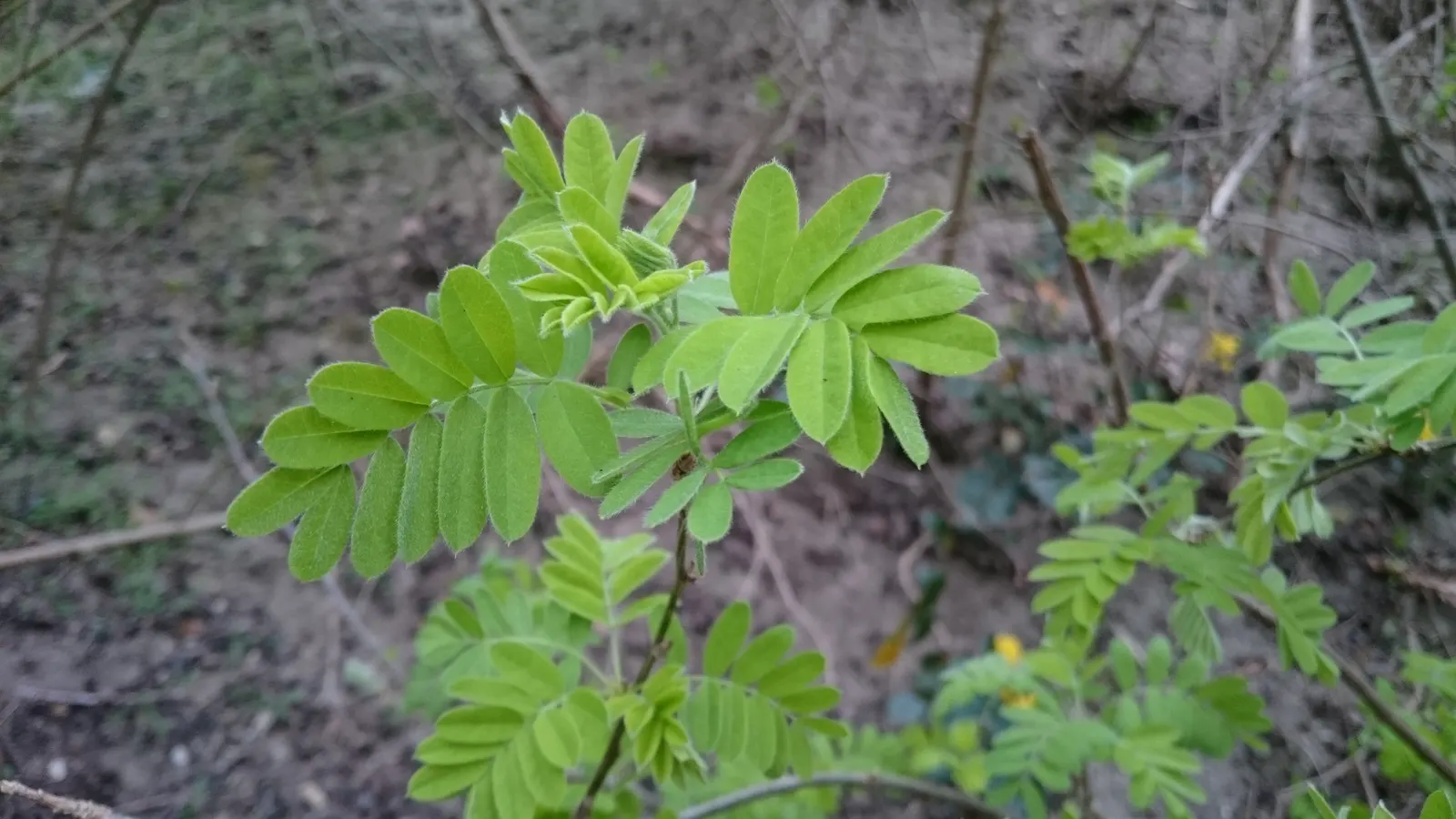 Siberian Peashrub (Caragana Arborescens) — This growth habit makes it an excellent option for windbreaks; it thrives with minimal care once established; however