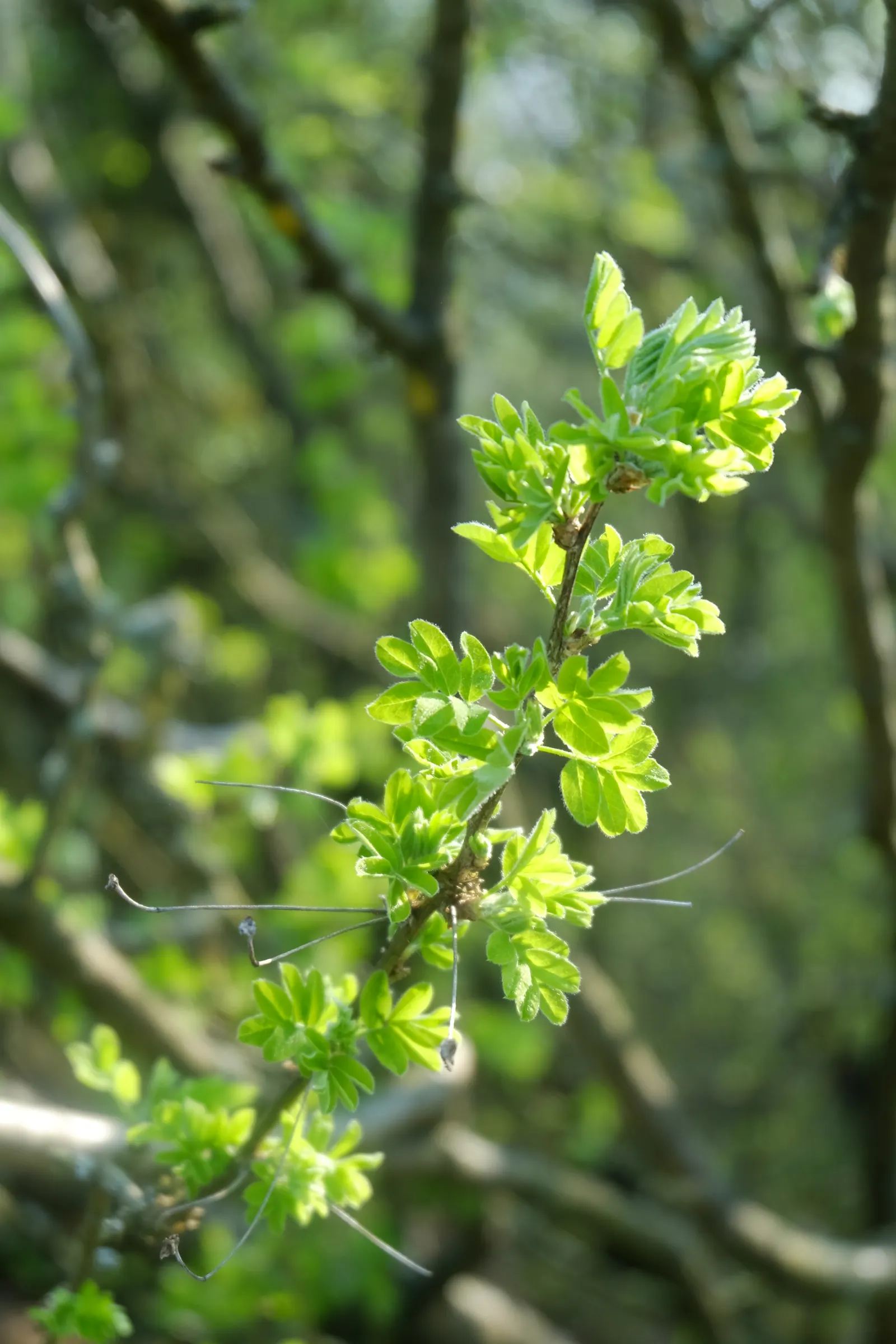 Siberian Peashrub (Caragana Arborescens) — commonly known as the Siberian Peashrub; its fine-textured, fern-like foliage turns yellow in the fall, image 64