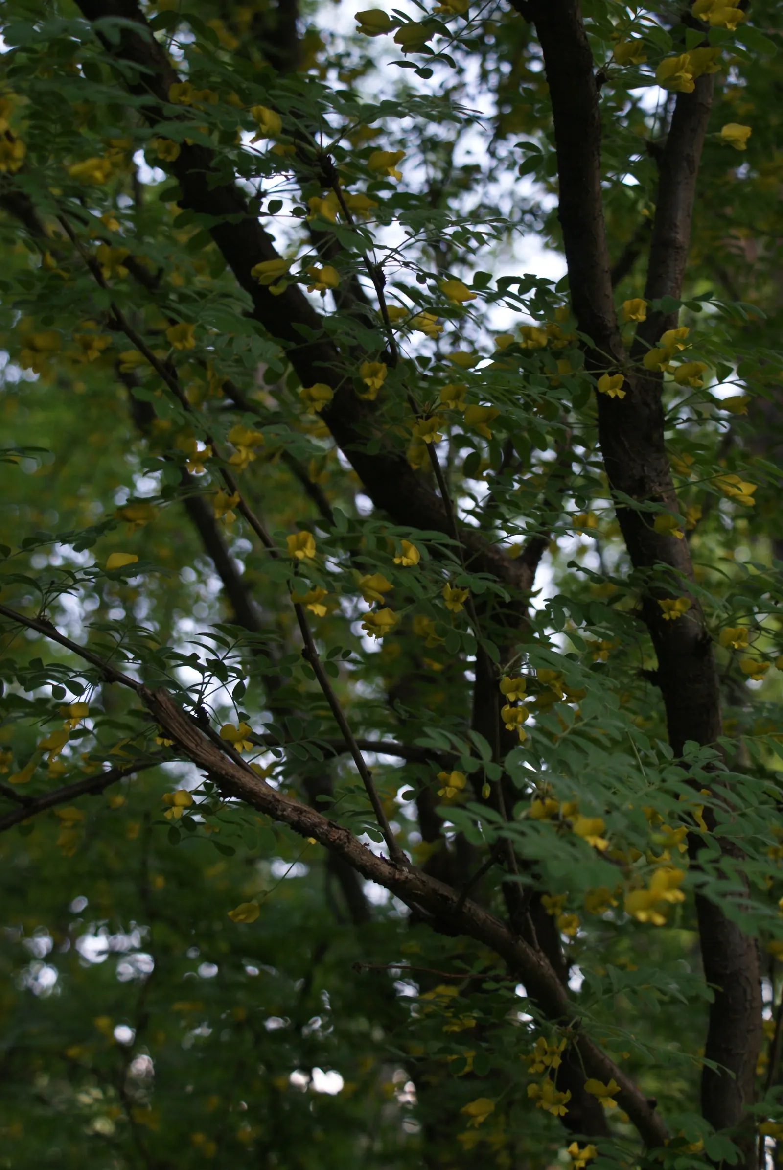 Siberian Peashrub (Caragana Arborescens) — shrub with yellow blooms; thus requiring ample space for its rounded