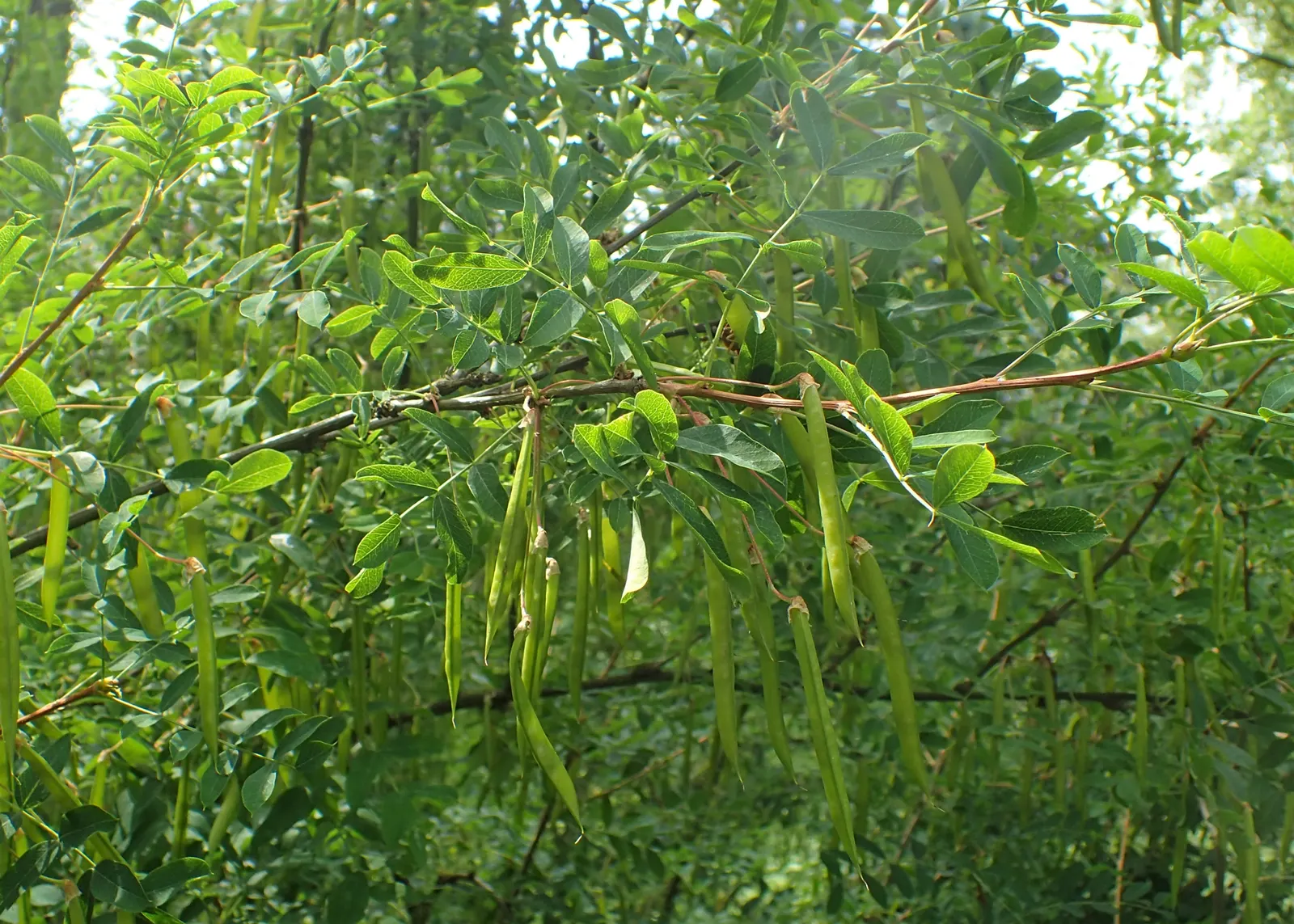 Siberian Peashrub (Caragana Arborescens) — making it an ideal choice for challenging landscapes.<br><br>Typically; thus requiring ample space for, image 50
