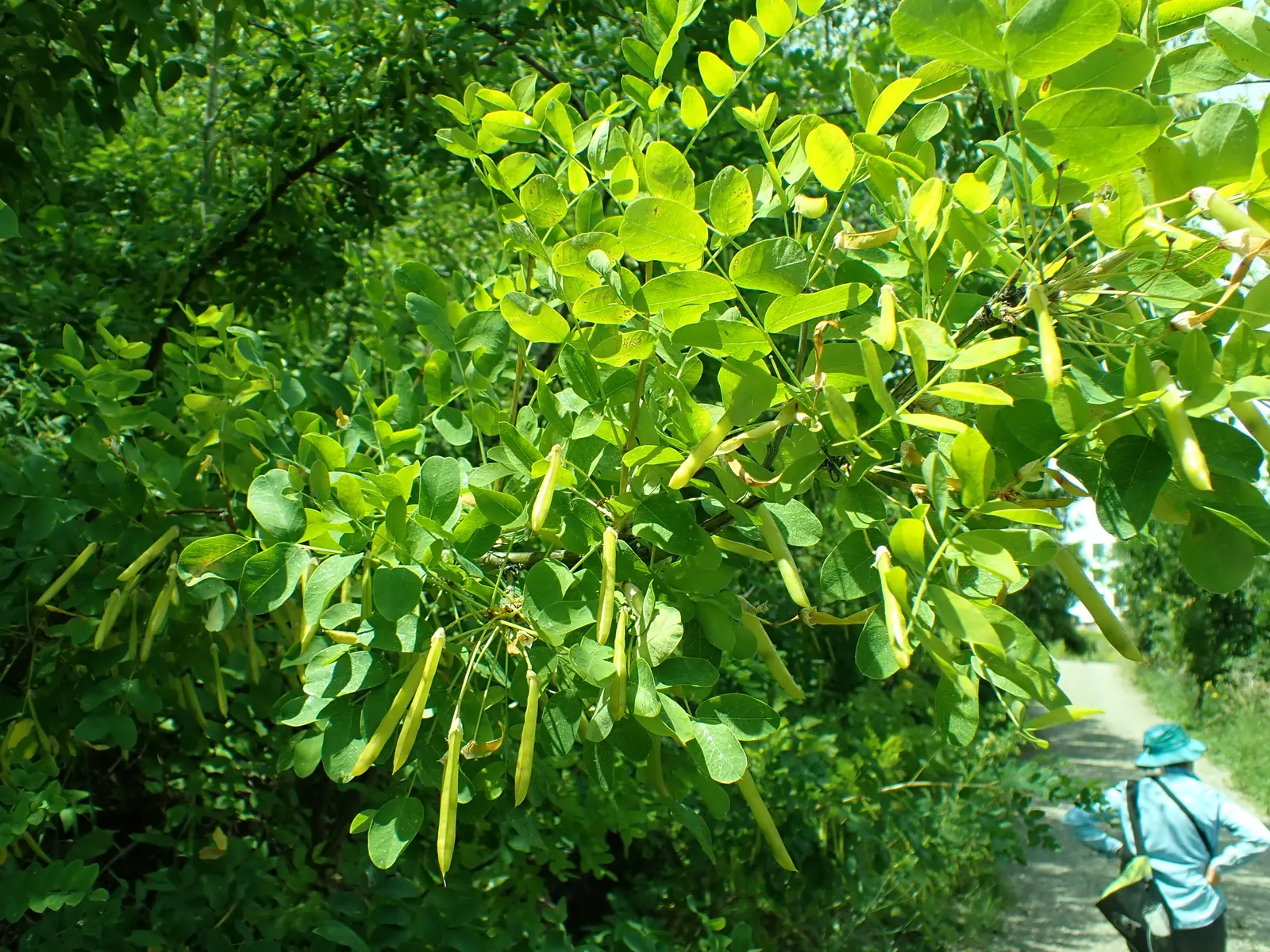 Siberian Peashrub (Caragana Arborescens) — These blossoms not only add a splash of color but are also attractive to bees and other pollinators