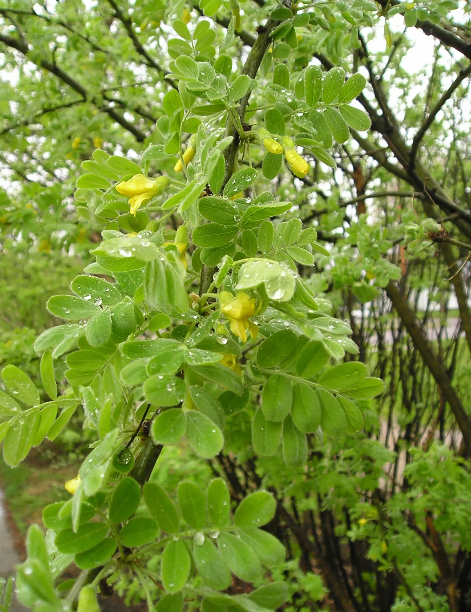 Siberian Peashrub (Caragana Arborescens) — Peashrubs prefer full sun and adapt well to various soil conditions, making them versatile in landscape, image 47