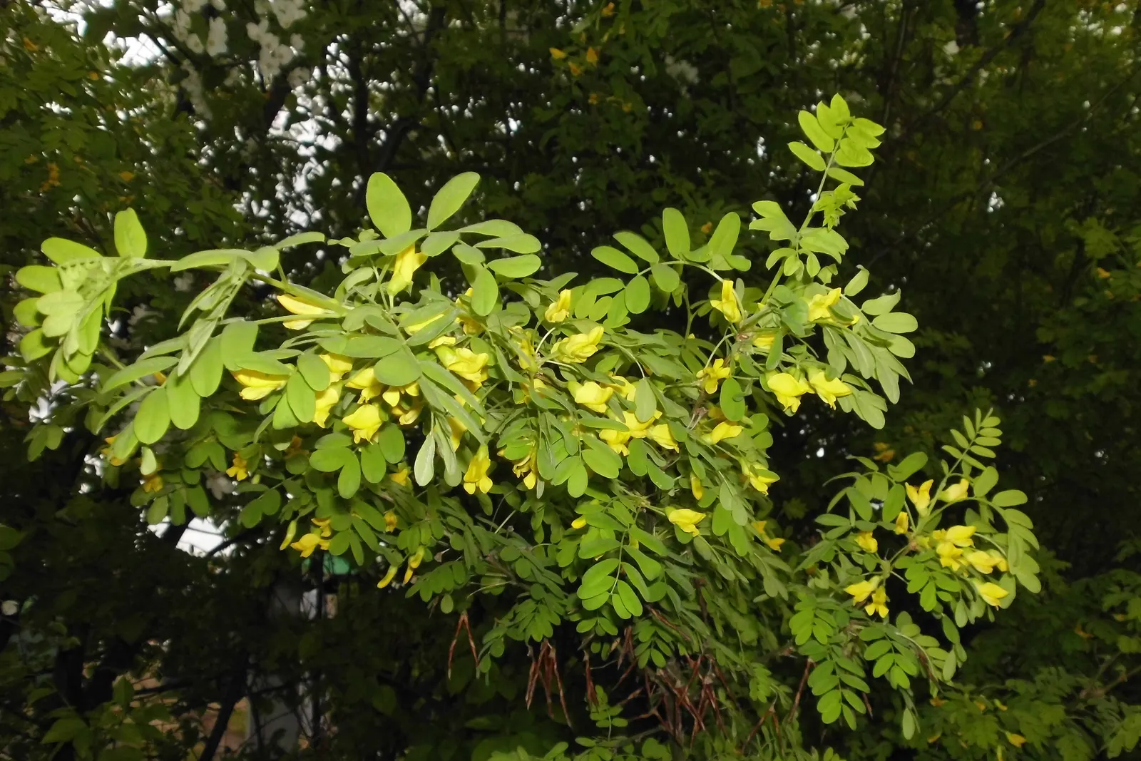 Siberian Peashrub (Caragana Arborescens) — making it an ideal choice for challenging landscapes.<br><br>Typically