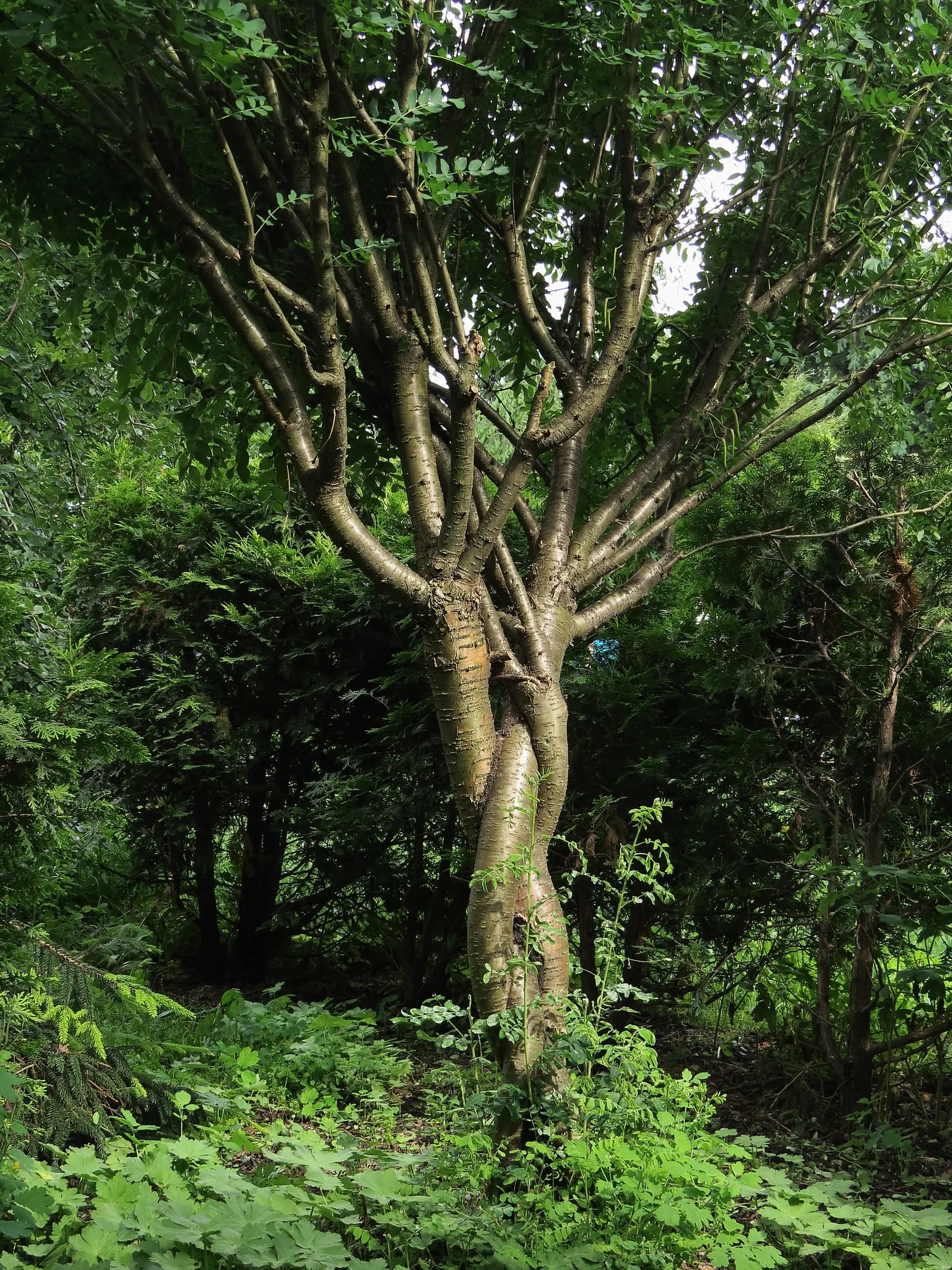 Siberian Peashrub (Caragana Arborescens) — The Siberian Peashrub - Caragana arborescens - is a resilient and versatile deciduous shrub