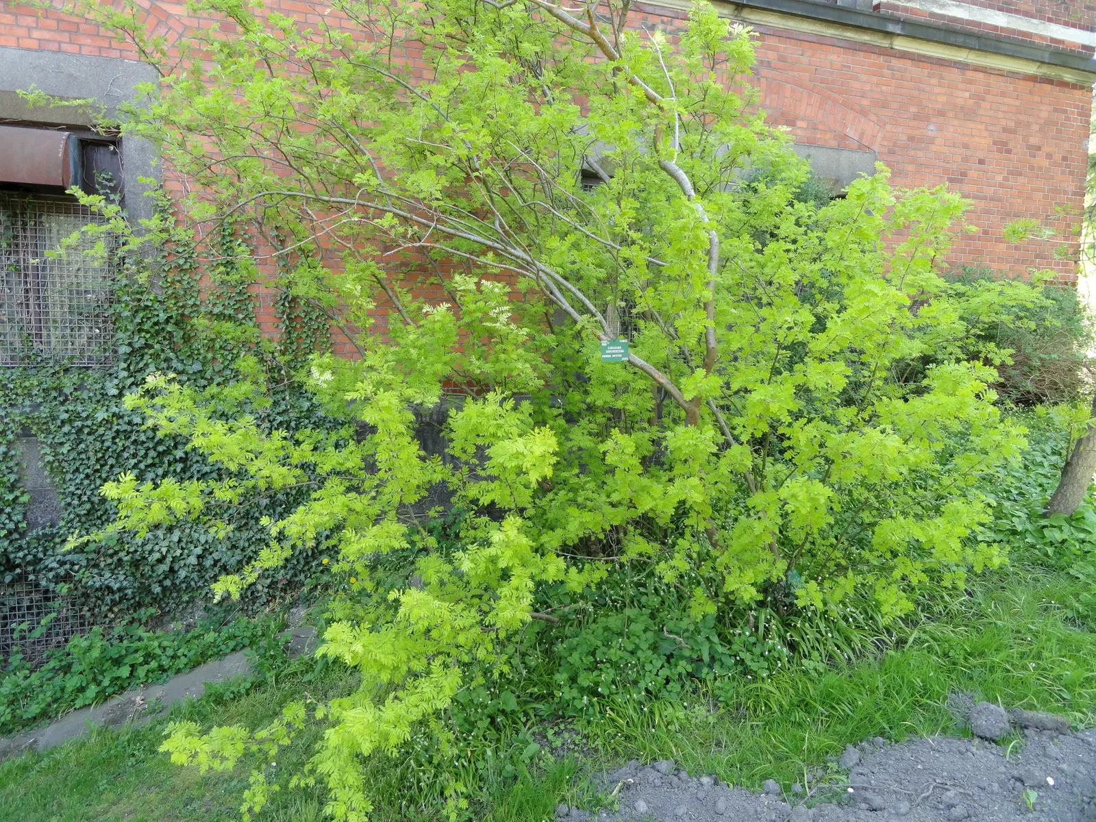 Siberian Peashrub (Caragana Arborescens) — well-suited for cold climates with its origin in Siberia and Mongolia