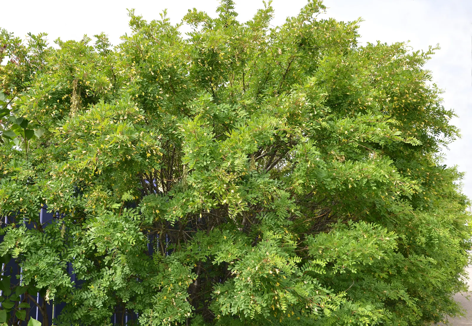 Siberian Peashrub (Caragana Arborescens) — Peashrubs prefer full sun and adapt well to various soil conditions, making them versatile in landscape design; thus