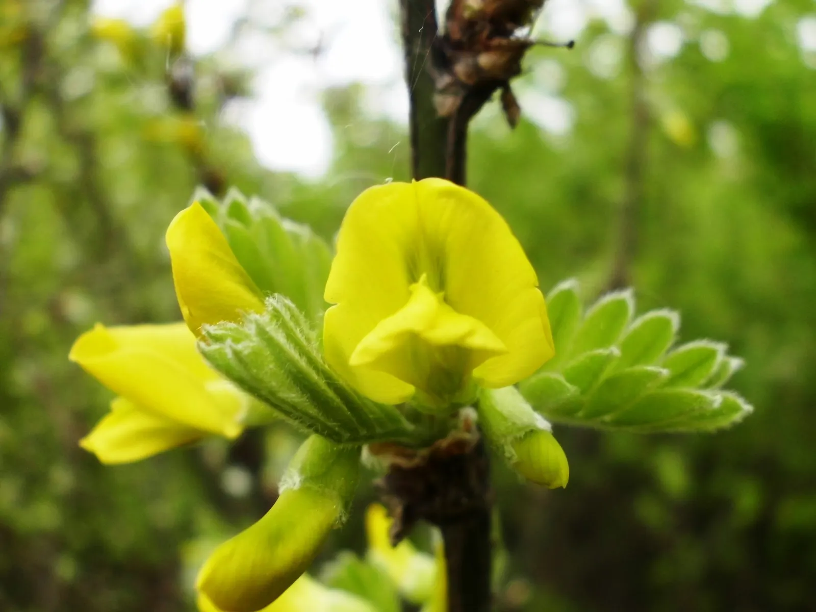Siberian Peashrub (Caragana Arborescens) — adding seasonal interest.<br><br>When designing a landscape