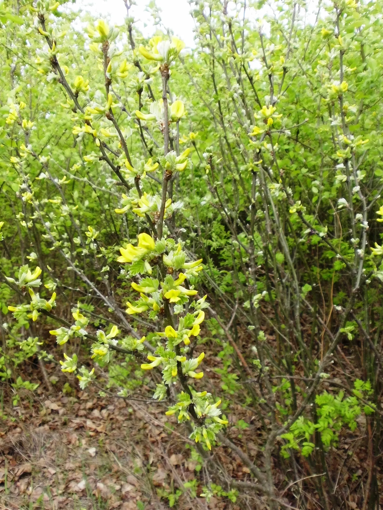 Siberian Peashrub (Caragana Arborescens) — the Siberian Peashrub reaches a mature height of 10 to 15 feet; it thrives with minimal care once established