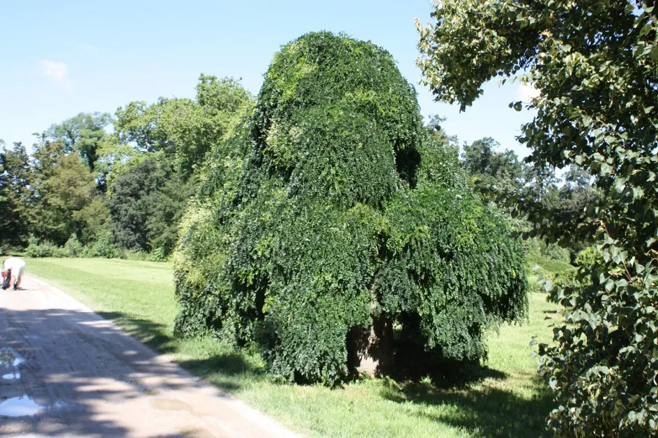 Siberian Peashrub (Caragana Arborescens) — making it an ideal choice for challenging landscapes.<br><br>Typically; thus requiring ample space for its rounded