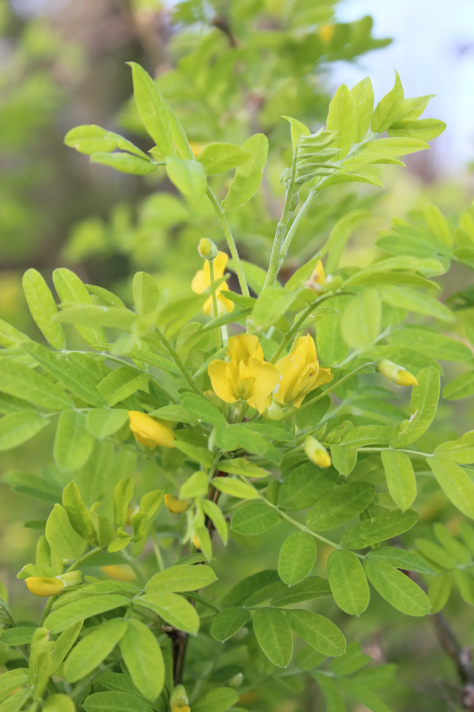 Siberian Peashrub (Caragana Arborescens) — well-suited for cold climates with its origin in Siberia and Mongolia; its fine-textured, fern-like foliage turns