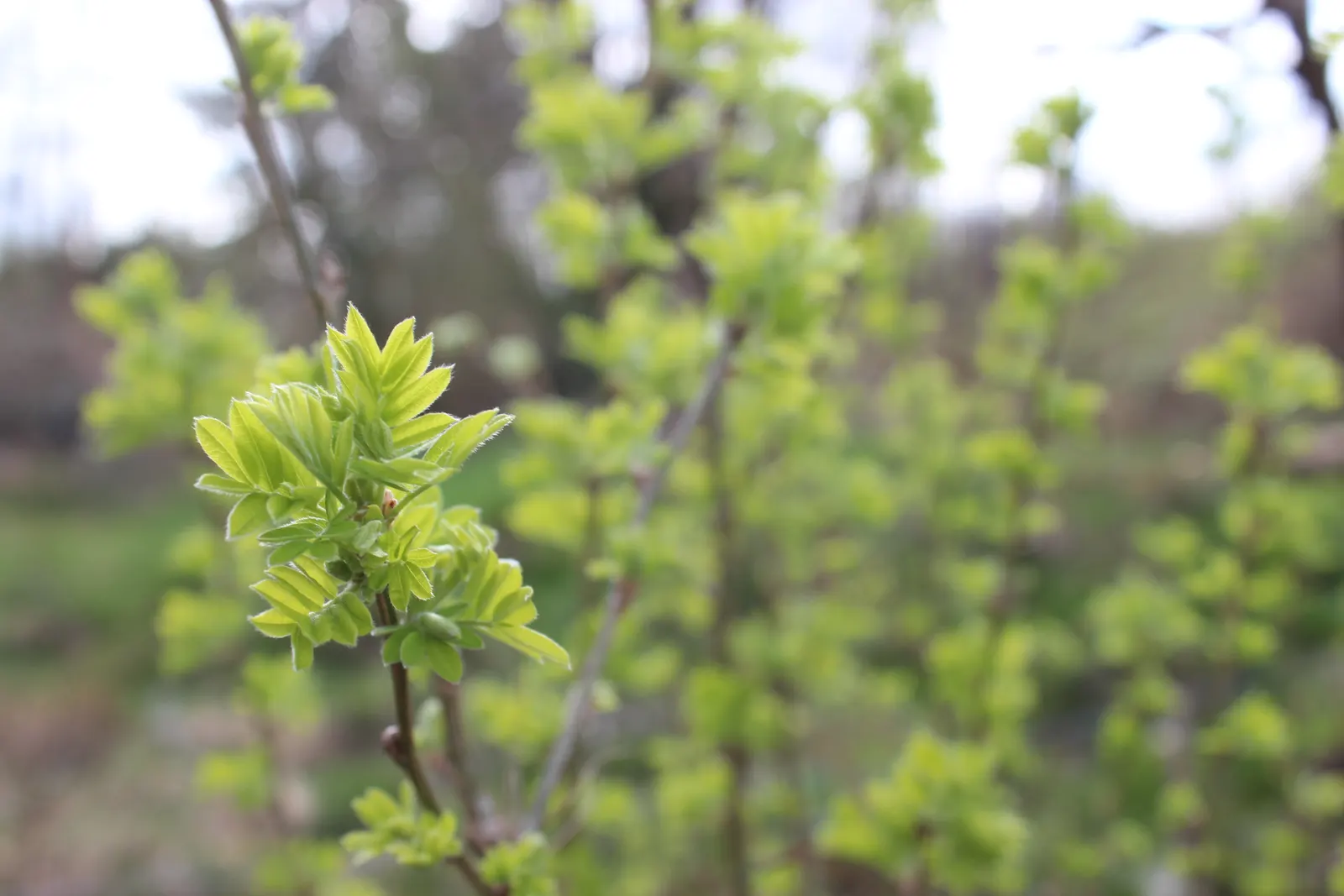 Siberian Peashrub (Caragana Arborescens) — adding seasonal interest.<br><br>When designing a landscape; its fine-textured, fern-like foliage turns, image 58