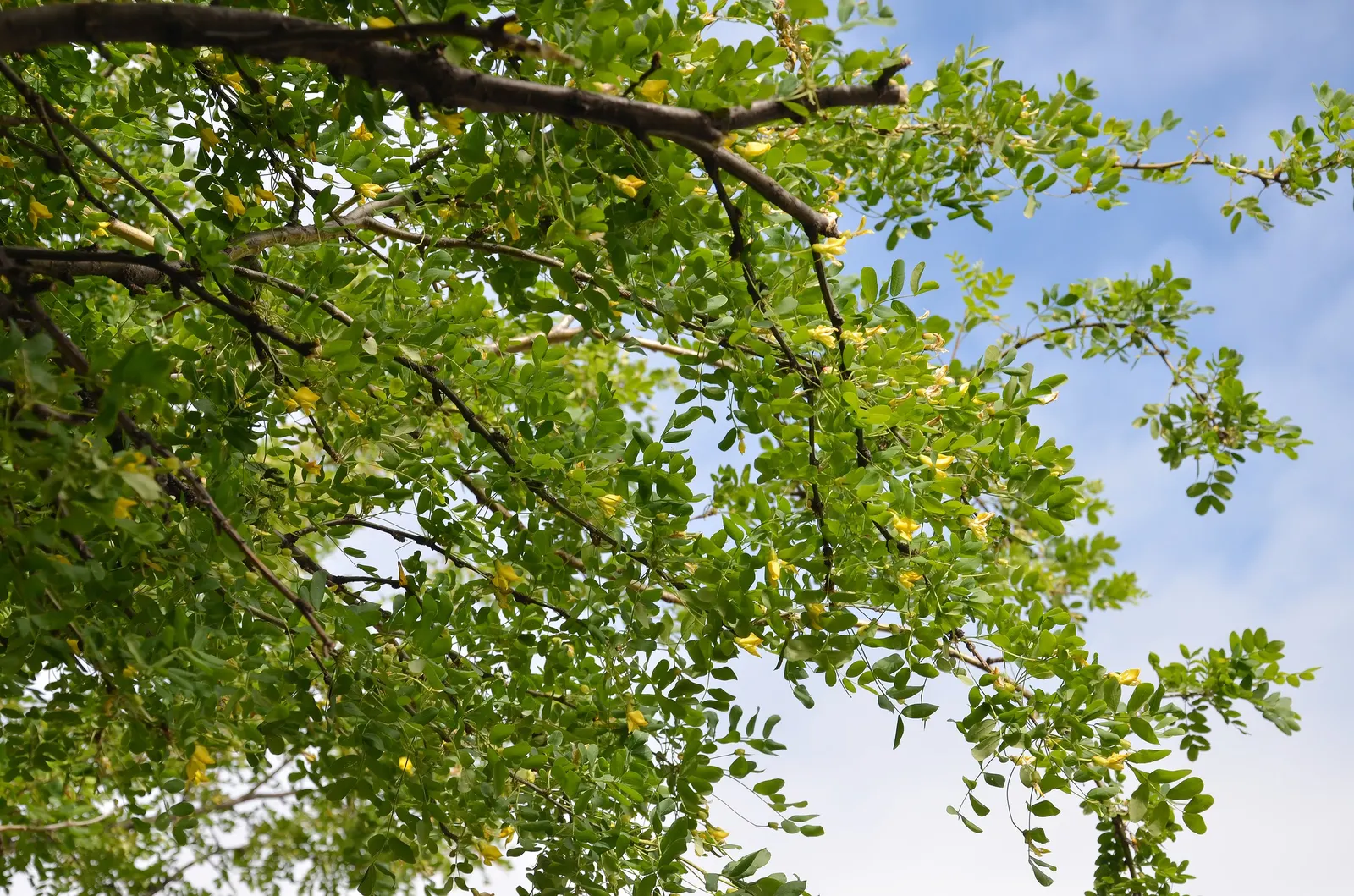 Siberian Peashrub (Caragana Arborescens) — it's important to place the Siberian Peashrub in full sun to ensure optimal growth and flowering