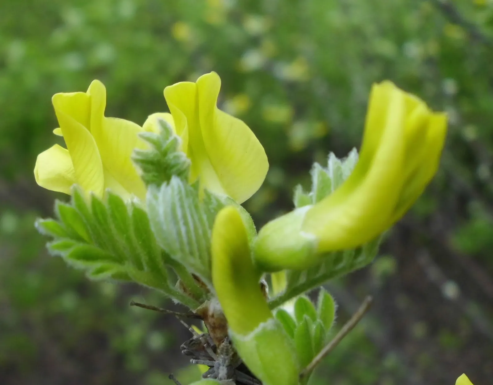 Siberian Peashrub (Caragana Arborescens) — it's important to place the Siberian Peashrub in full sun to ensure optimal growth and flowering; thus requiring
