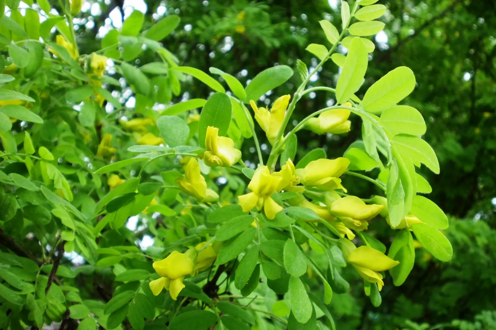 Siberian Peashrub (Caragana Arborescens) — shrub for full; it thrives with minimal care once established; however, image 63