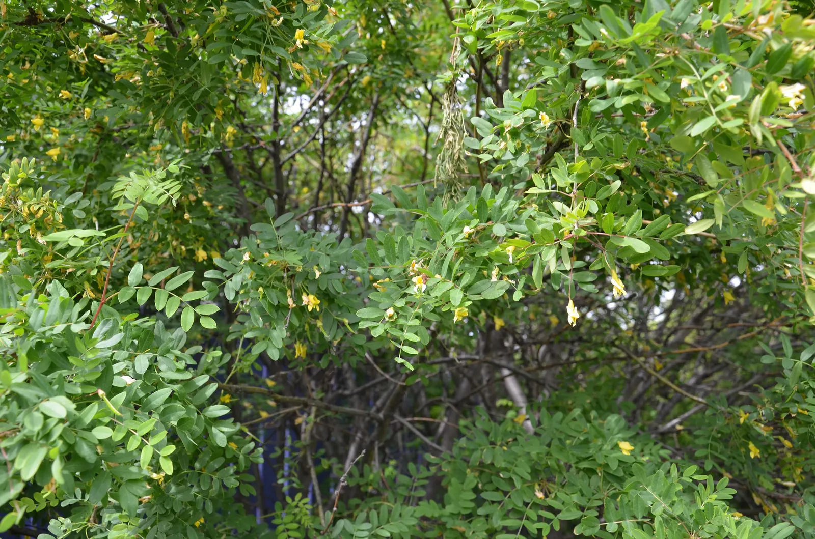Siberian Peashrub (Caragana Arborescens) — deciduous shrub notable for its vivid yellow flowers that bloom in late spring; thus requiring ample space for its