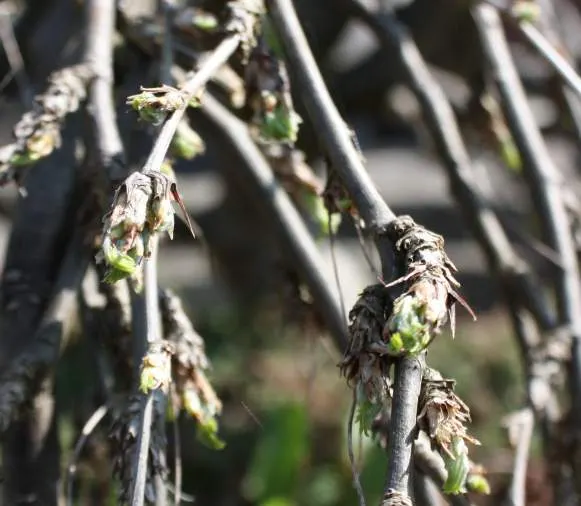 Siberian Peashrub (Caragana Arborescens) — It thrives with minimal care once established; however, image 39