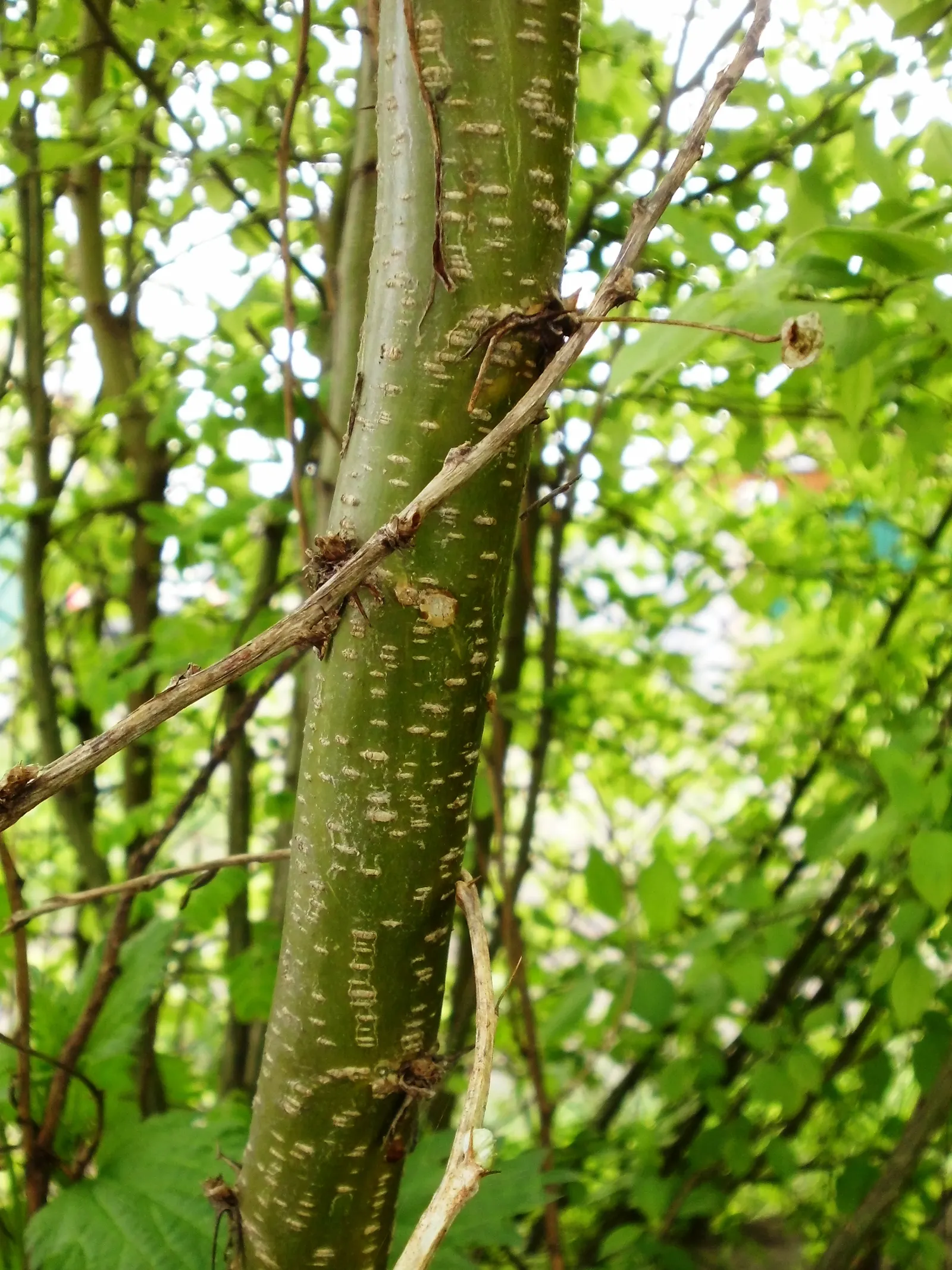 Siberian Peashrub (Caragana Arborescens) — or as a robust accent plant in a rural garden design.<br><br>Foliage emerges in early spring as bright green