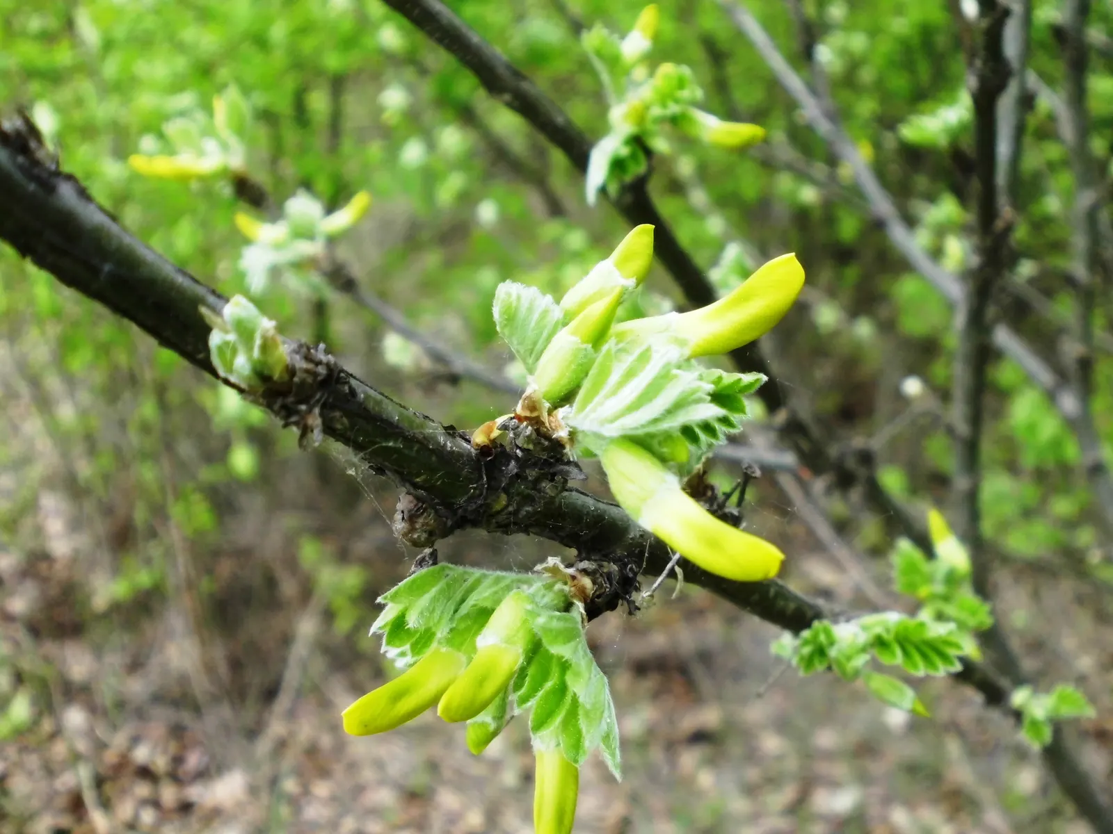 Siberian Peashrub (Caragana Arborescens) — thus requiring ample space for its rounded, image 53