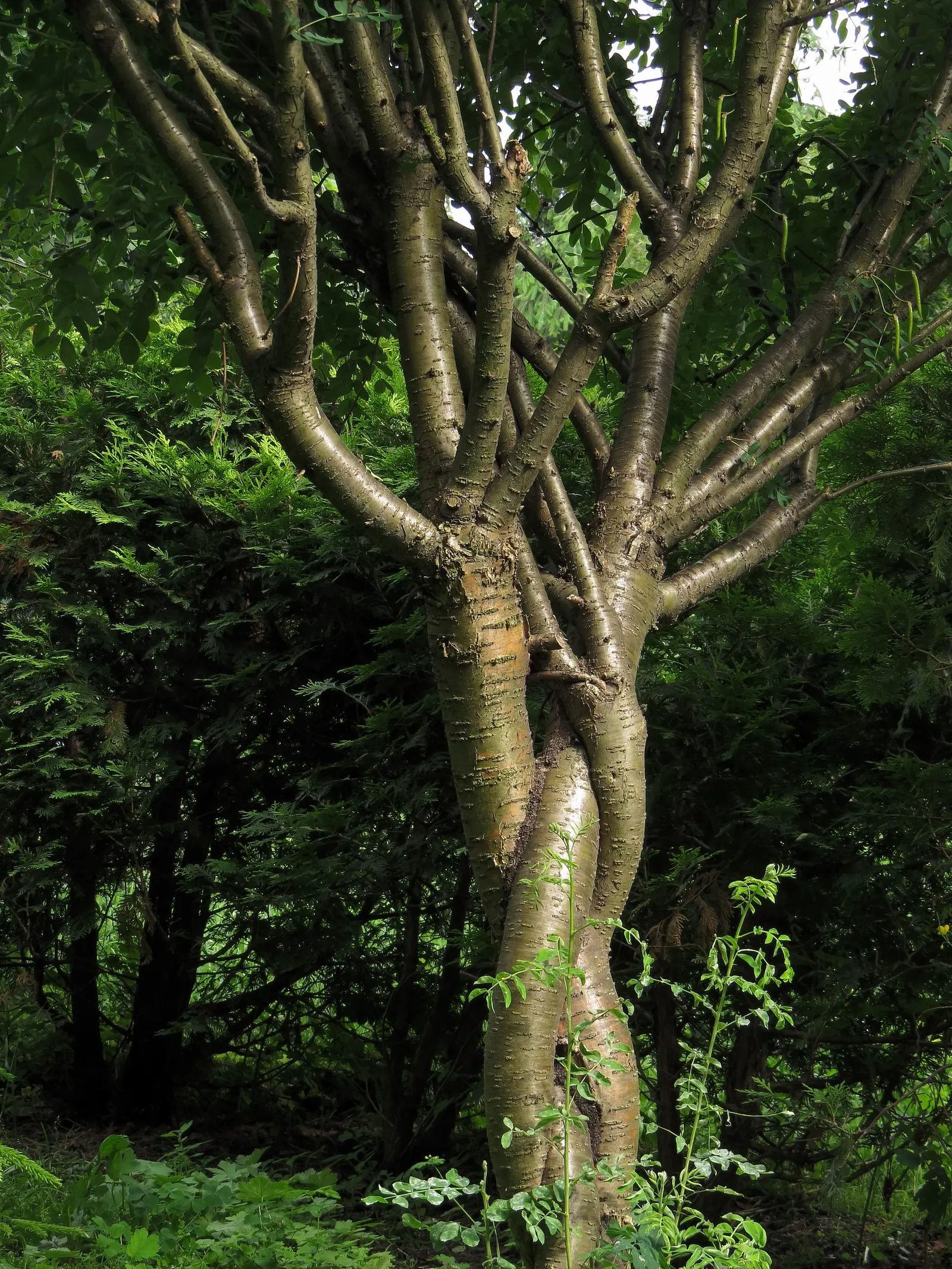 Siberian Peashrub (Caragana Arborescens) — commonly known as the Siberian Peashrub; its fine-textured, fern-like foliage turns yellow in the fall, image 43