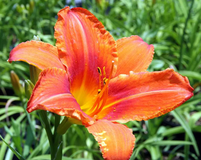 Alabama Jubilee Daylily (Hemerocallis 'Alabama Jubilee') — Each blossom spans approximately 7 inches across and adorns the plant from early to mid-summer