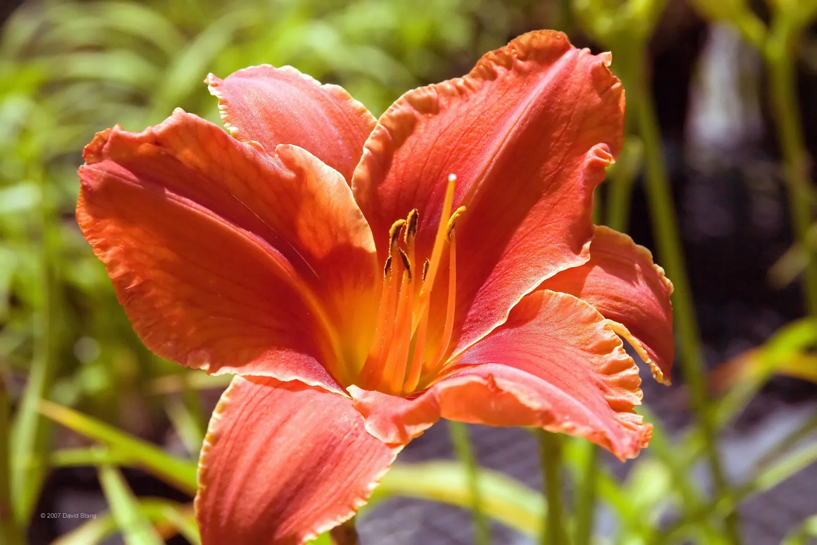 Alabama Jubilee Daylily (Hemerocallis 'Alabama Jubilee') — This daylily stands tall at about 30 inches with a spread of 18 to 24 inches