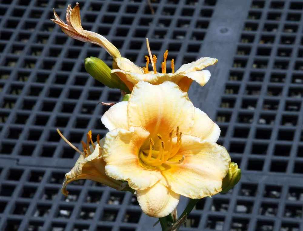 Carefree Peach Daylily (Hemerocallis 'Carefree Peach') — this Daylily thrives in USDA zones 3-9