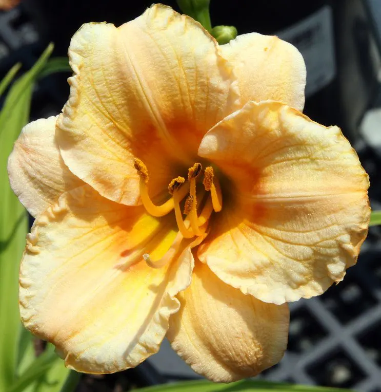 Carefree Peach Daylily (Hemerocallis 'Carefree Peach') — The Hemerocallis 'Carefree Peach' exudes charm with its ruffled