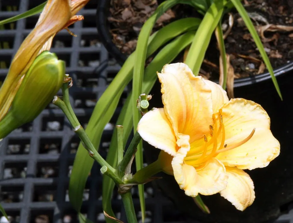 Carefree Peach Daylily (Hemerocallis 'Carefree Peach') — peach-colored blossoms and contrasting rose-colored eye