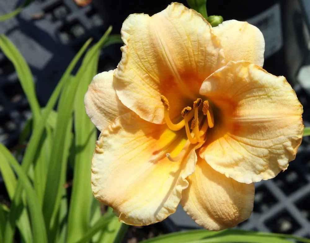 Carefree Peach Daylily (Hemerocallis 'Carefree Peach') — reaching a mature size of about 24 inches tall and 18 to 24 inches wide