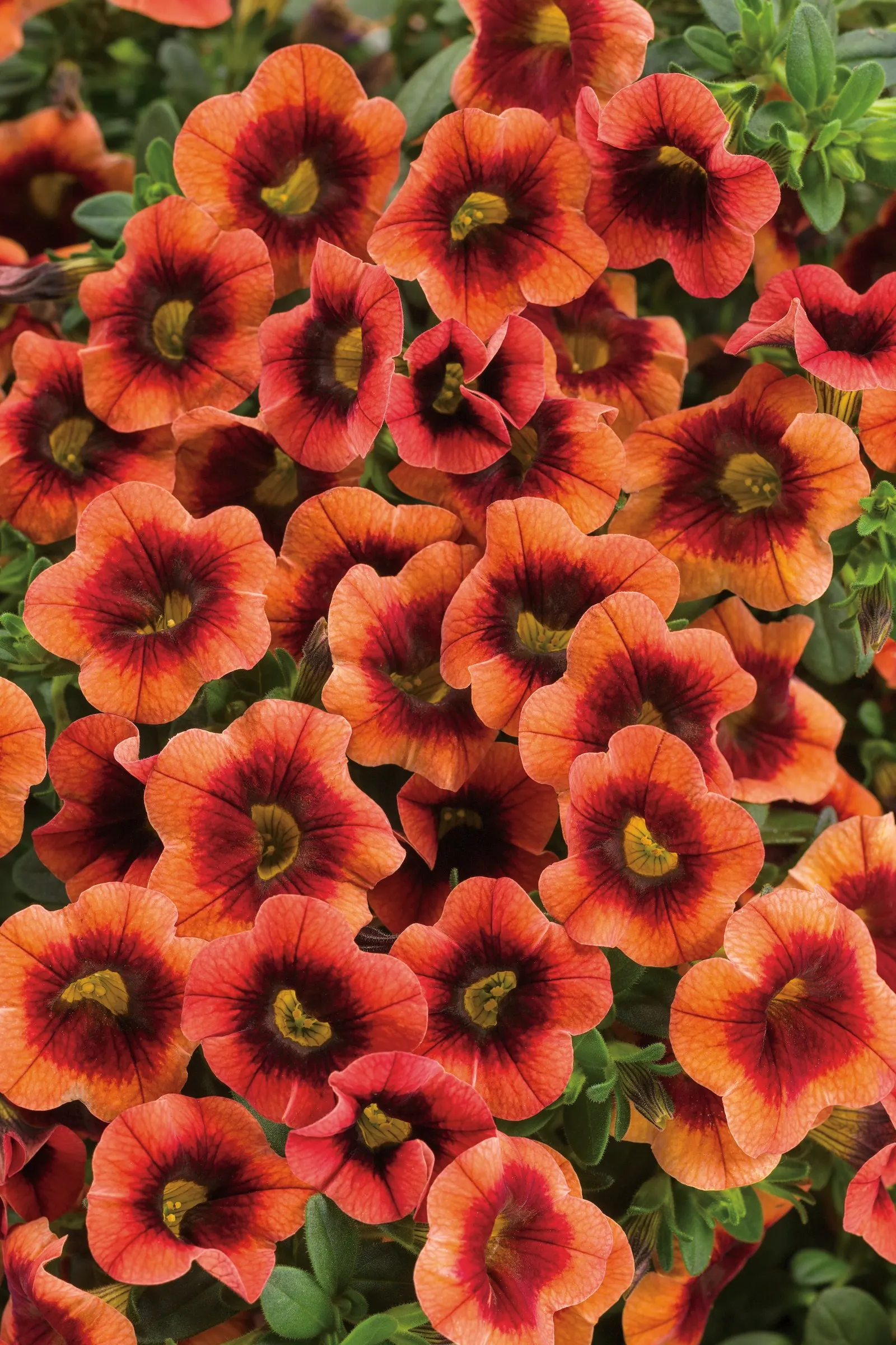 Tangerine Punch™ II Calibrachoa — It grows 6-12 inches tall and spreads 12-24 inches