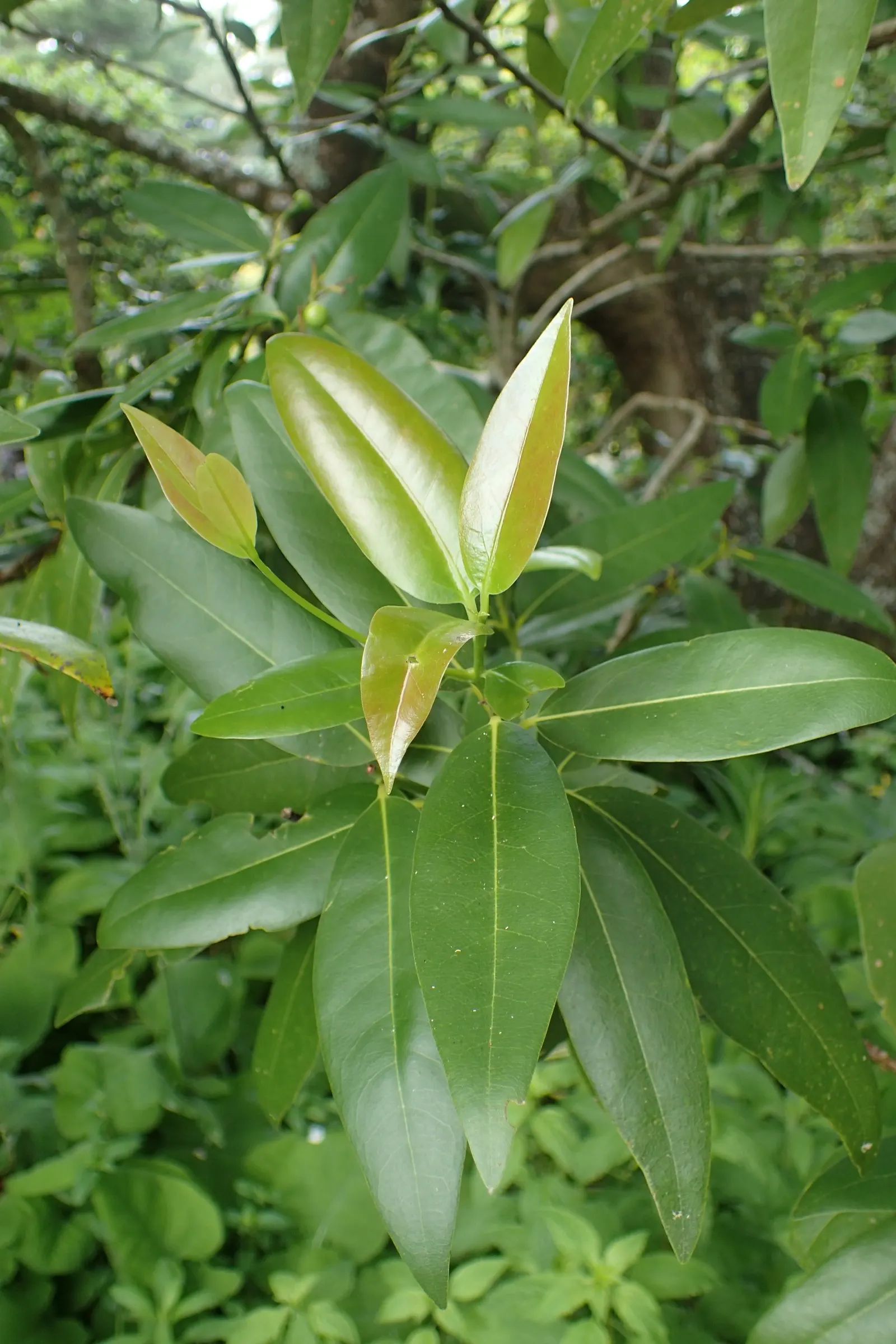 California Bay (Umbellularia Californica) — The California Bay, Umbellularia californica, is a versatile evergreen tree native to coastal forests