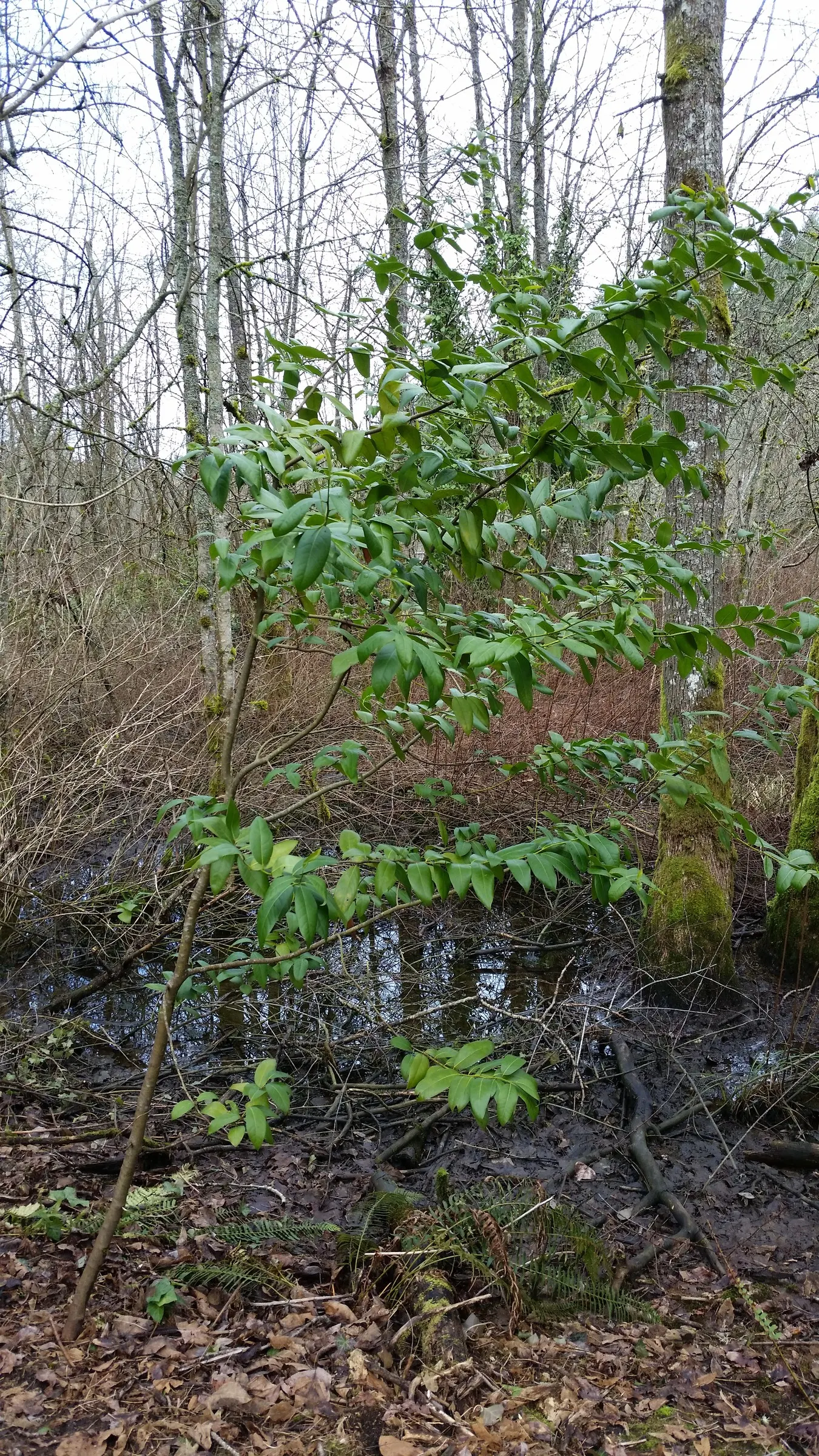 California Bay (Umbellularia Californica) — typically growing 40 to 60 feet tall with a canopy spread of 15 to 25 feet