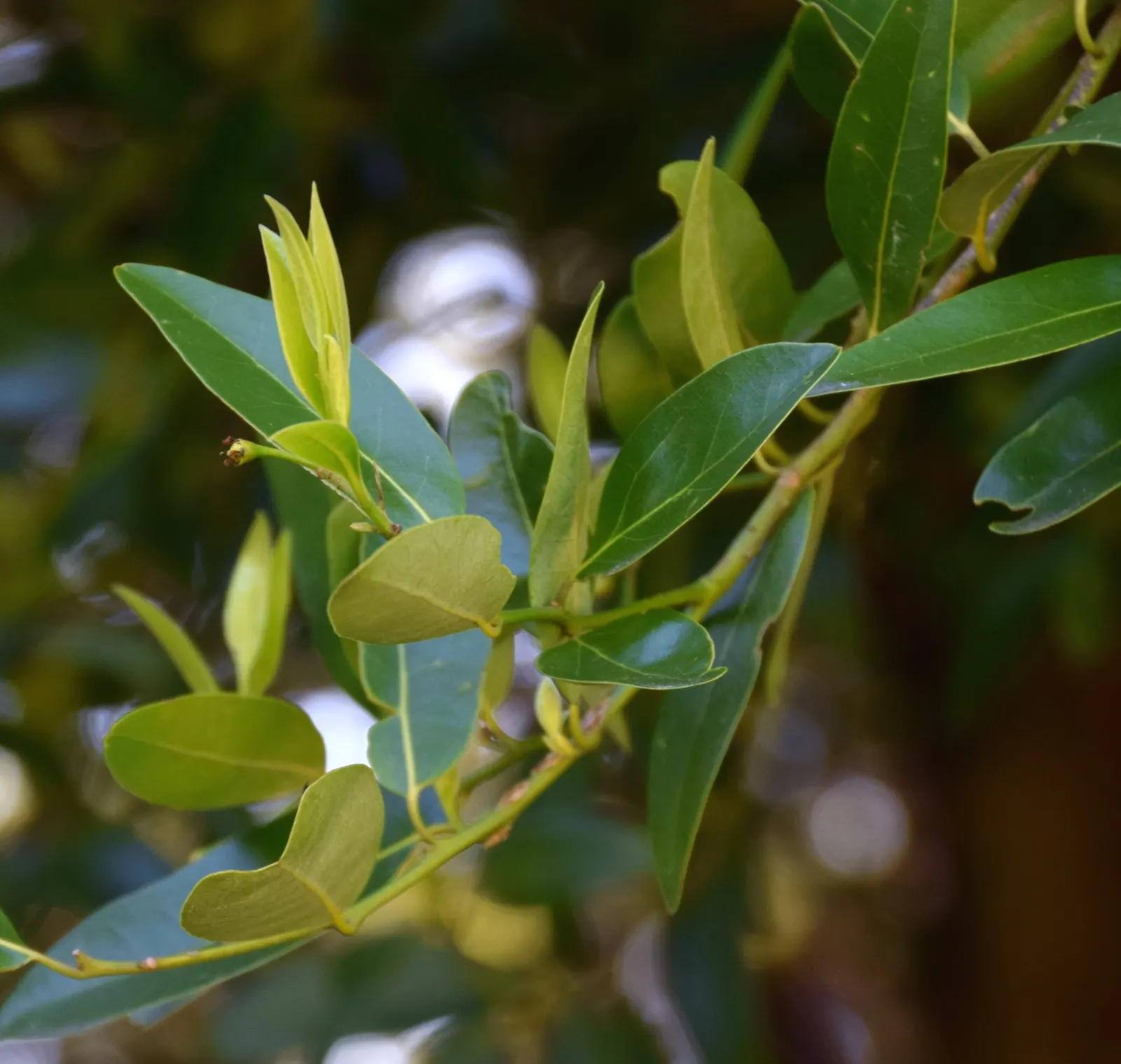 California Bay (Umbellularia Californica) — which mature by fall.<br><br>As a landscape element