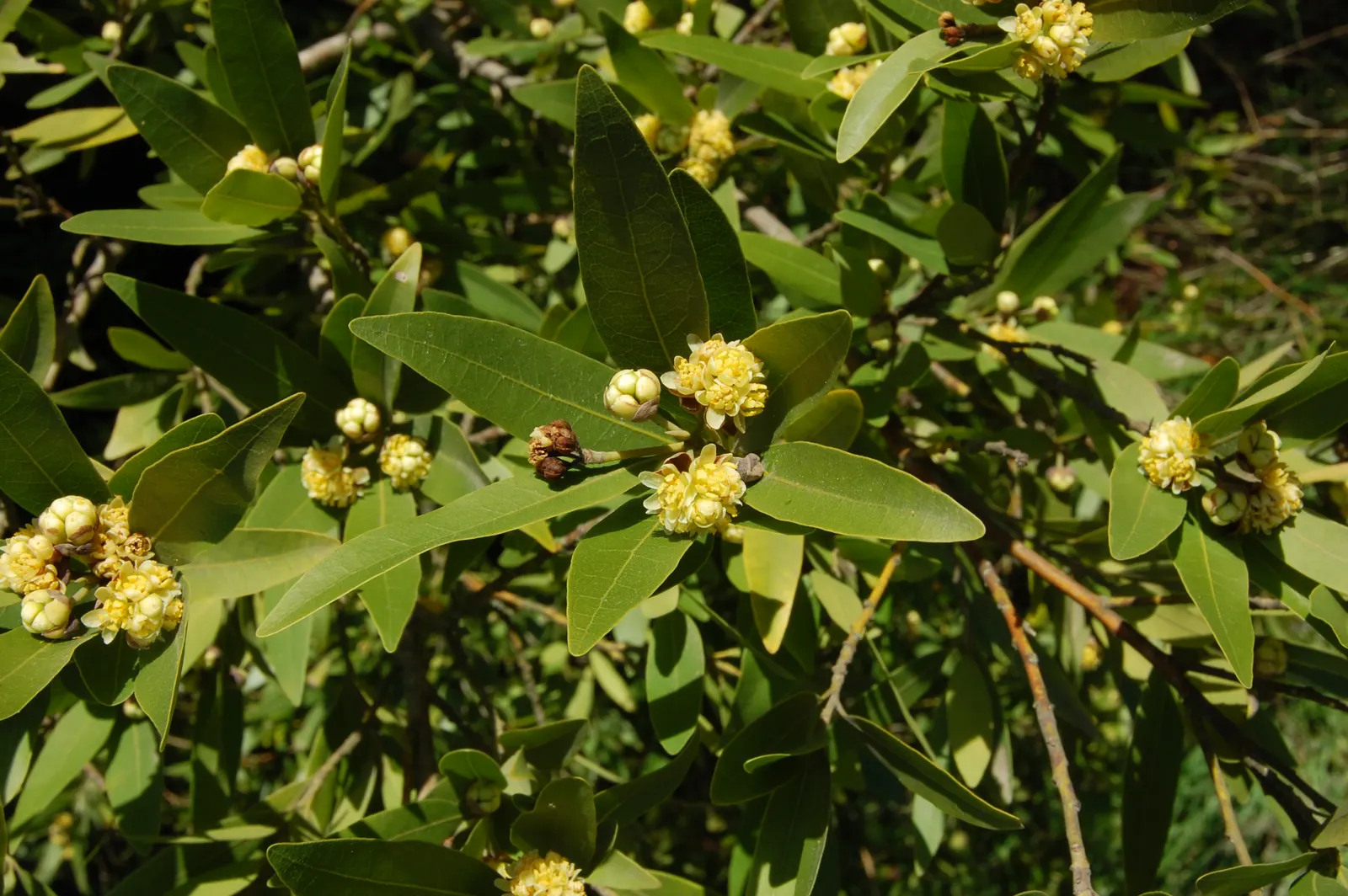 California Bay (Umbellularia Californica) — Known for its aromatic foliage and pale yellow flowers, it prefers well-drained soil and partial to full sun; the