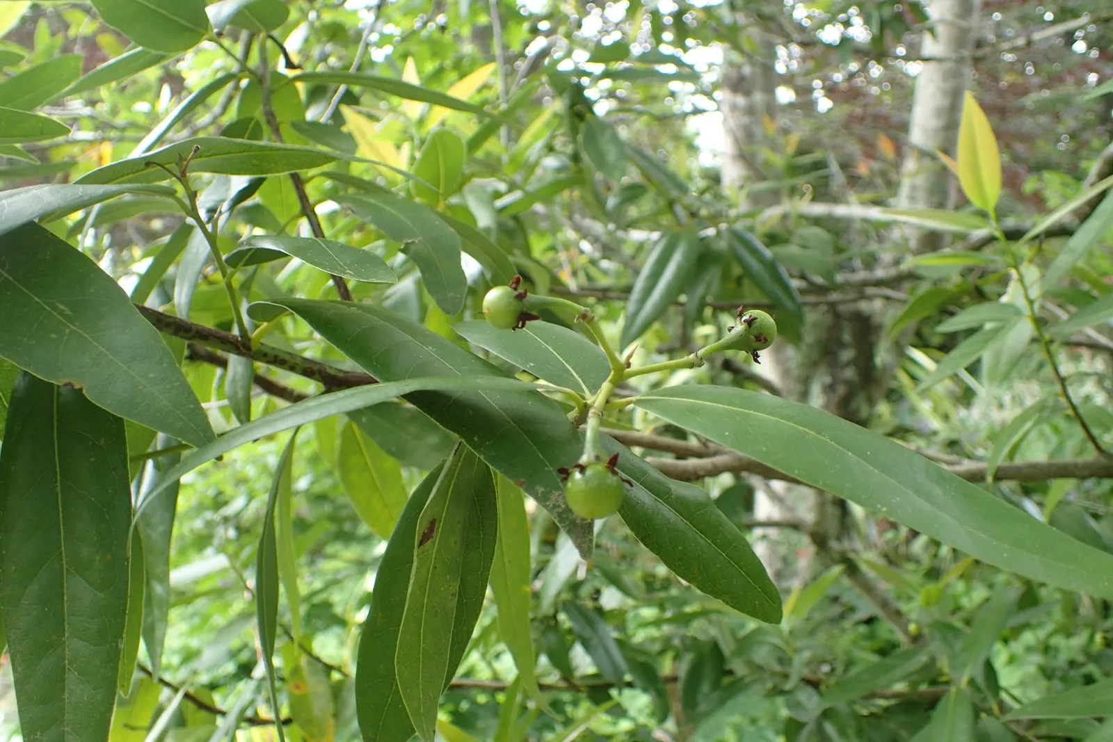 California Bay (Umbellularia Californica) — The pollinated blooms develop into purplish-green