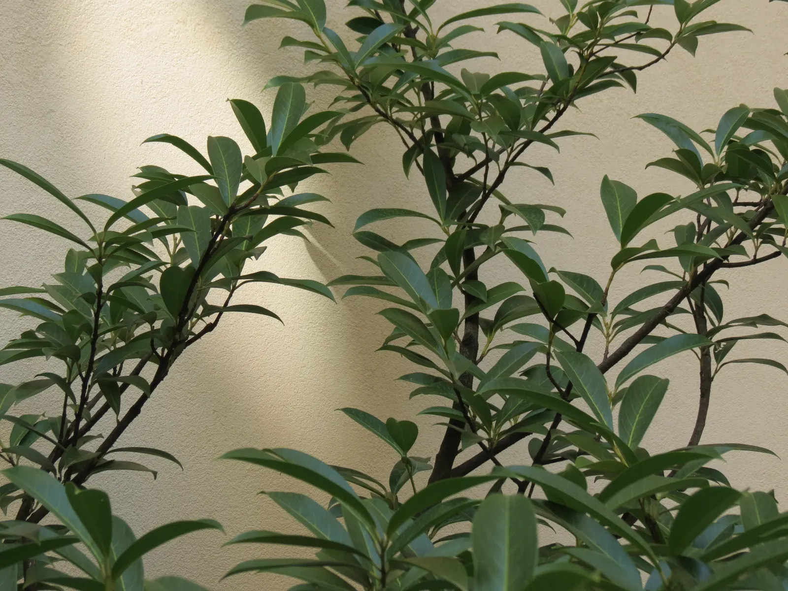 California Bay (Umbellularia Californica) — Caution: leaves may be toxic when ingested