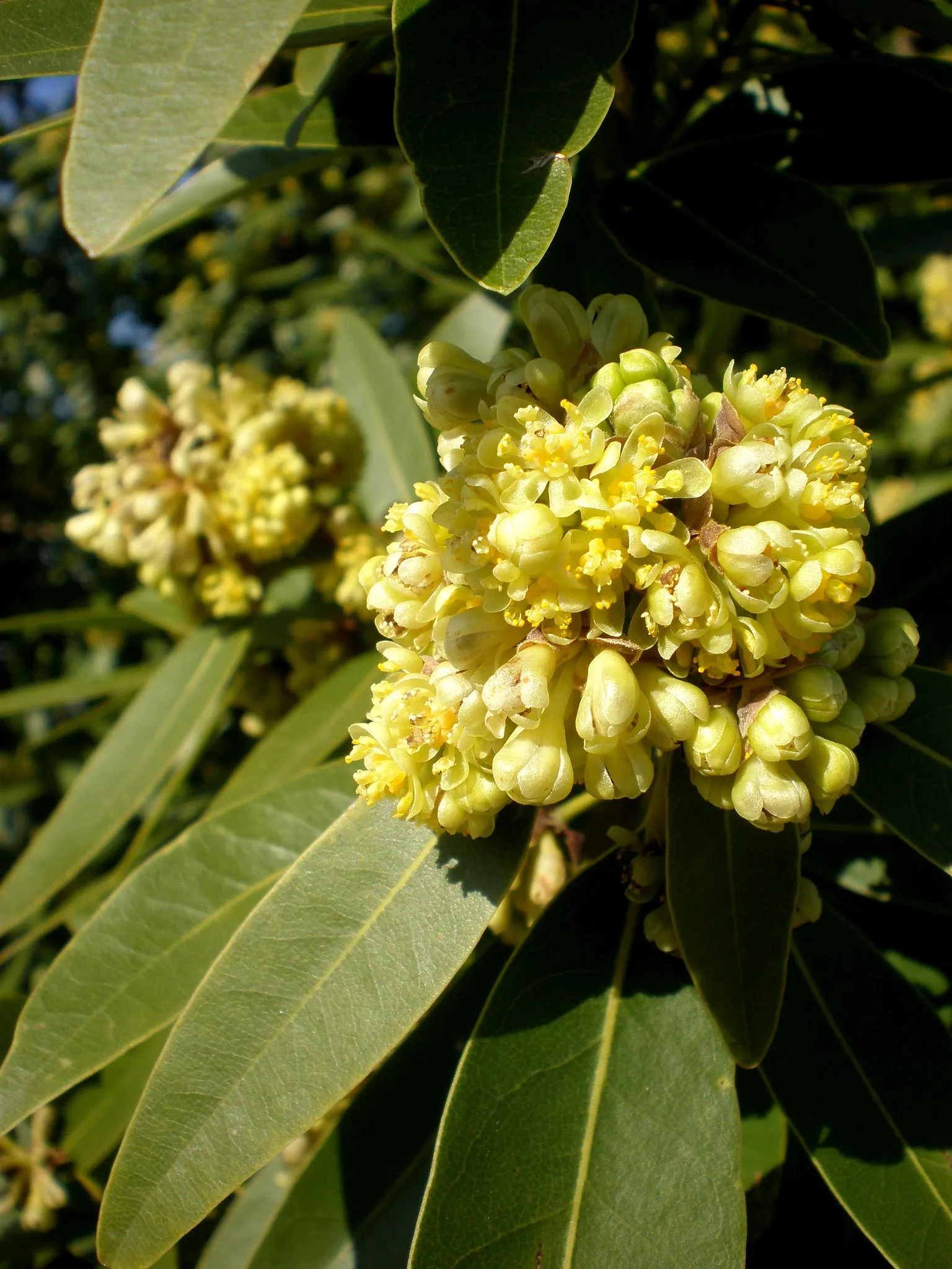 California Bay (Umbellularia Californica) — Caution: leaves may be toxic when ingested; this tree's dense canopy provides excellent shade, while its wood is