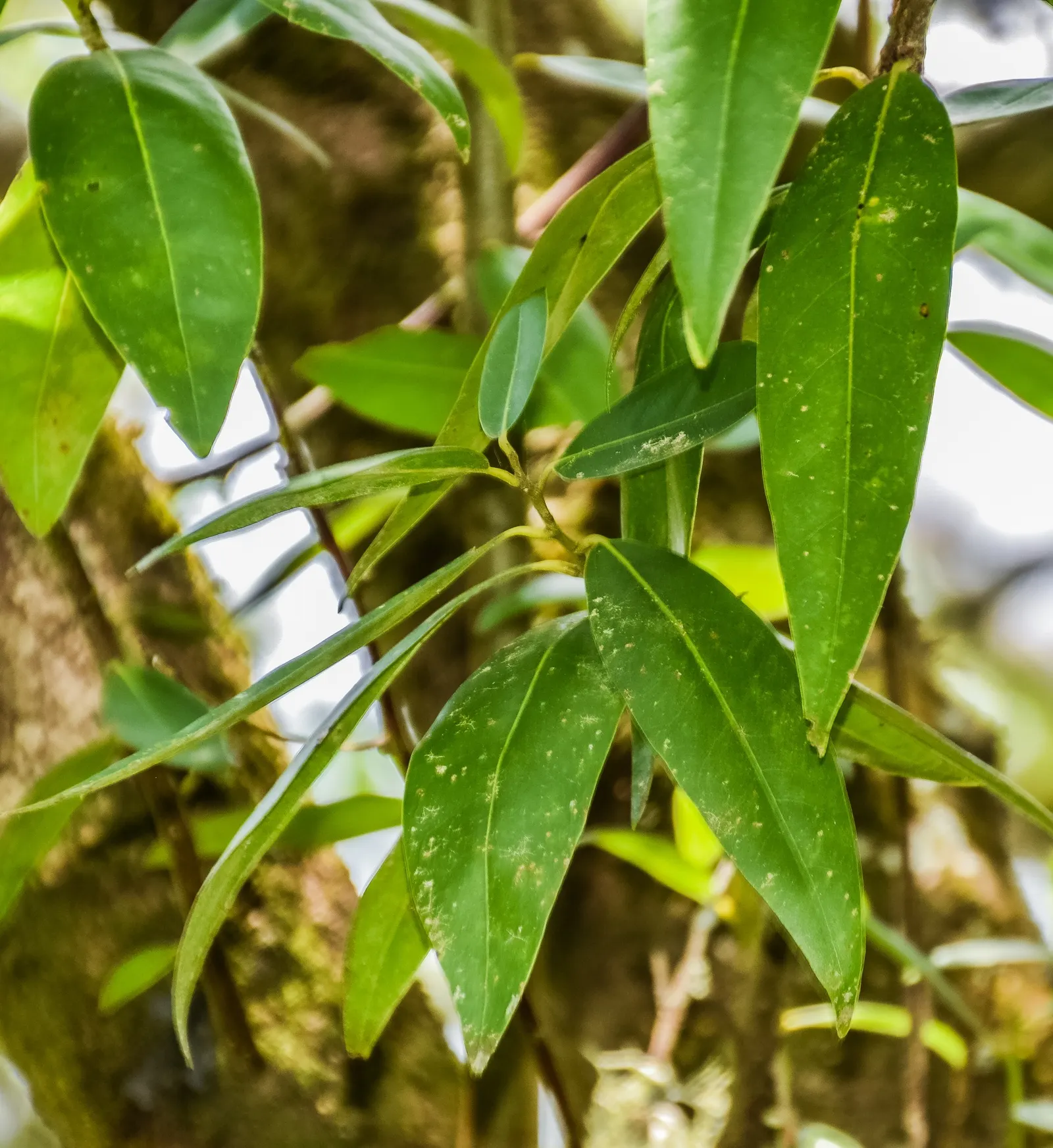 California Bay (Umbellularia Californica) — This tree's dense canopy provides excellent shade, while its wood is highly valued for woodworking projects