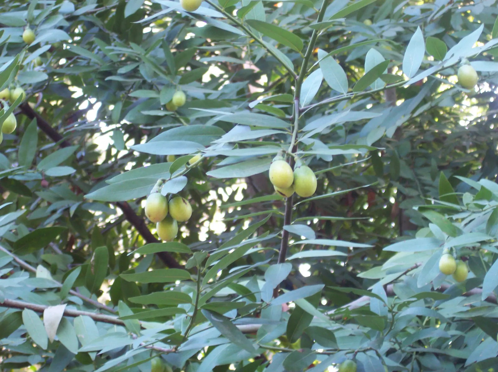 California Bay (Umbellularia Californica) — lance-shaped leaves are a glossy deep green and can measure up to 4 inches long
