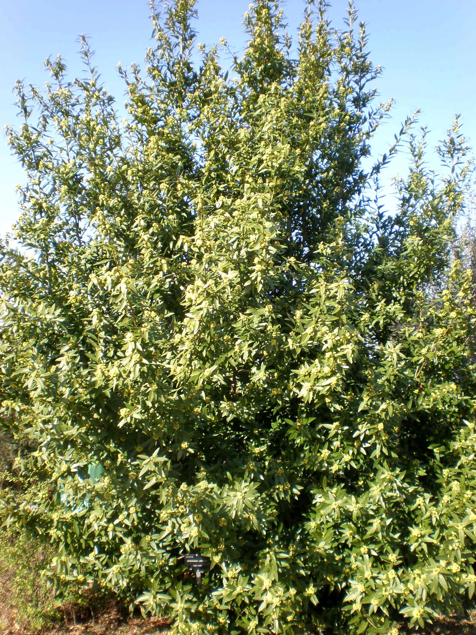 California Bay (Umbellularia Californica) — It prefers regular moisture but once established, it demonstrates good drought tolerance